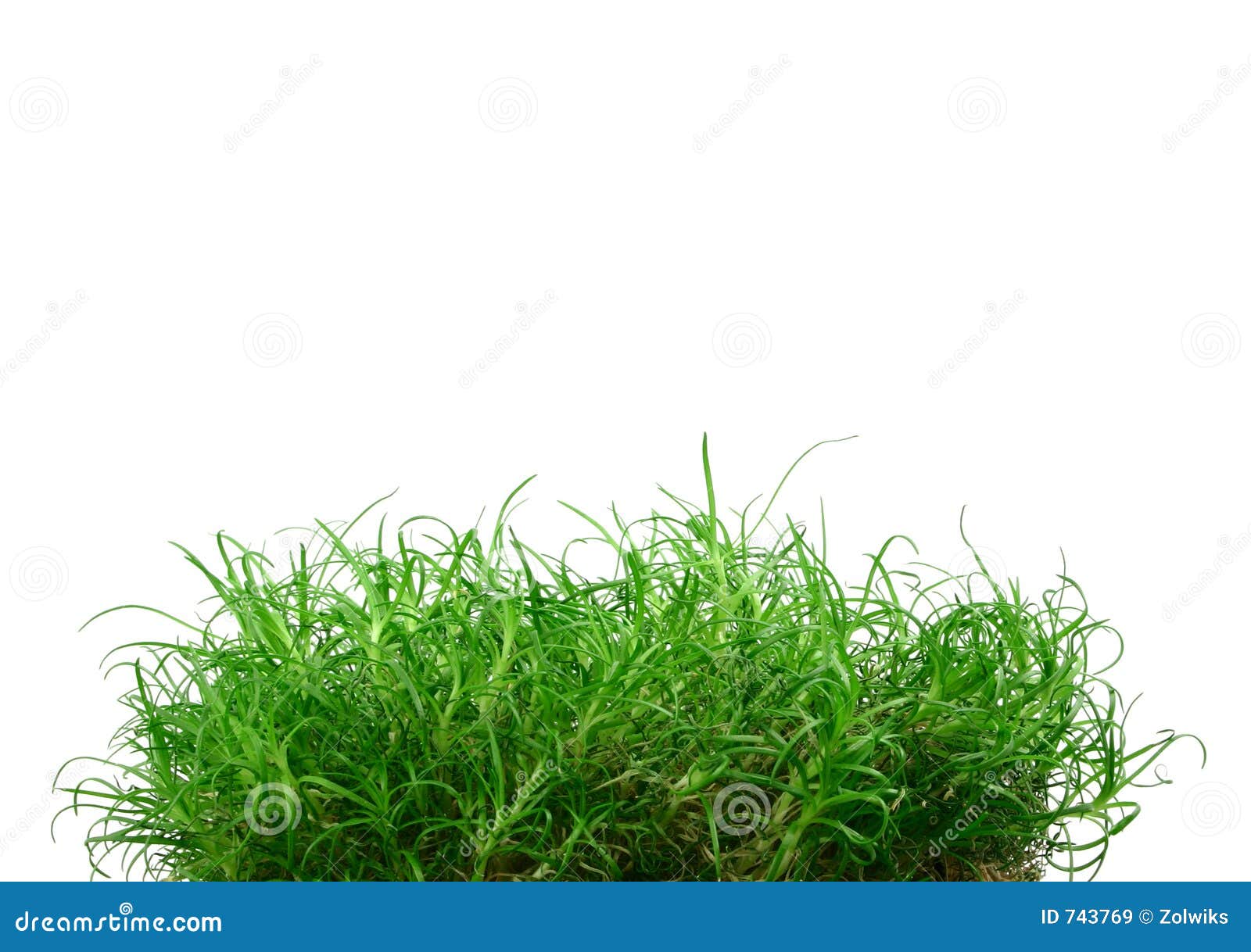 young grass island