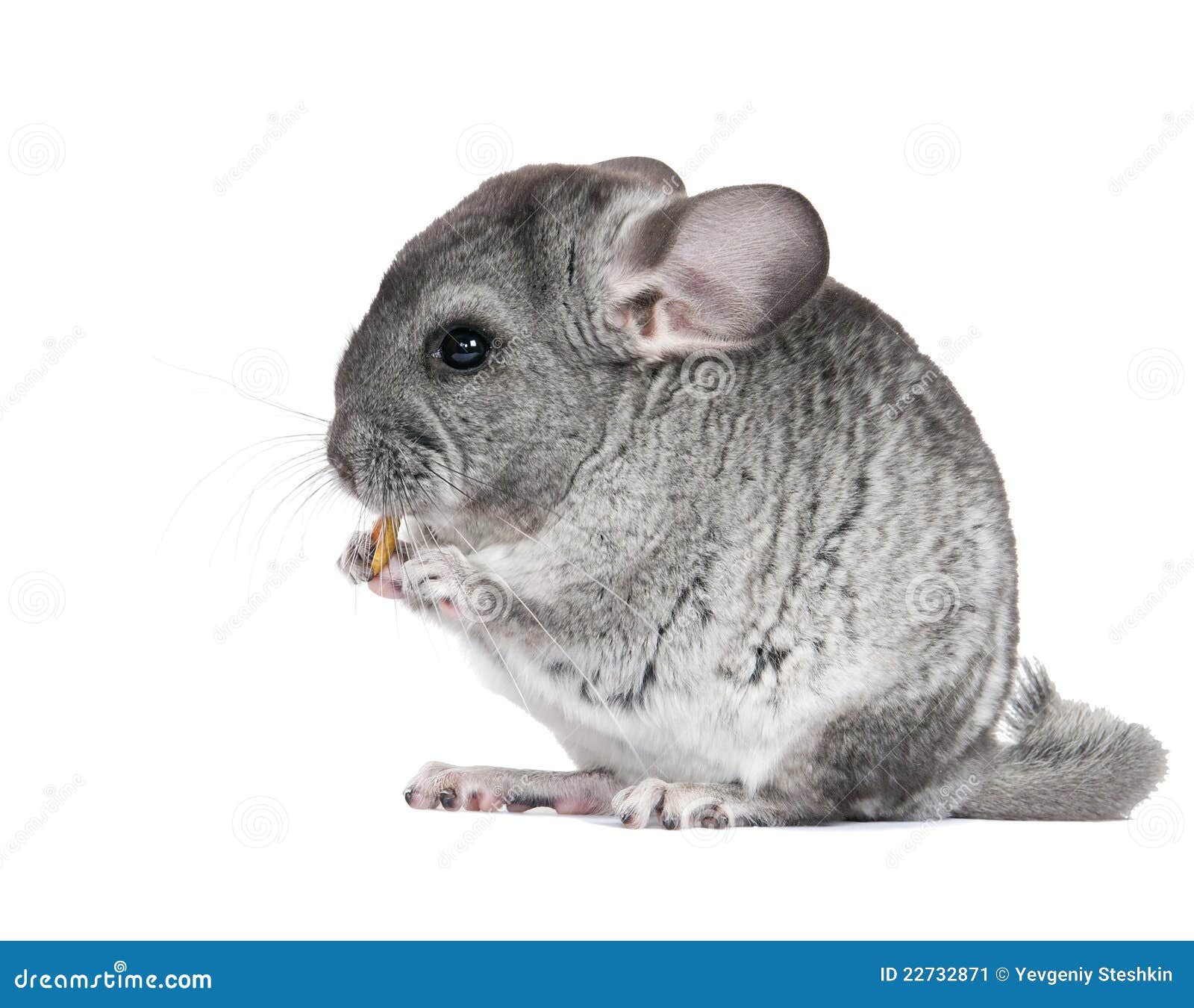 Young, Gray Chinchilla. is Isolated. Stock Image Image of gnawer, domestic 22732871