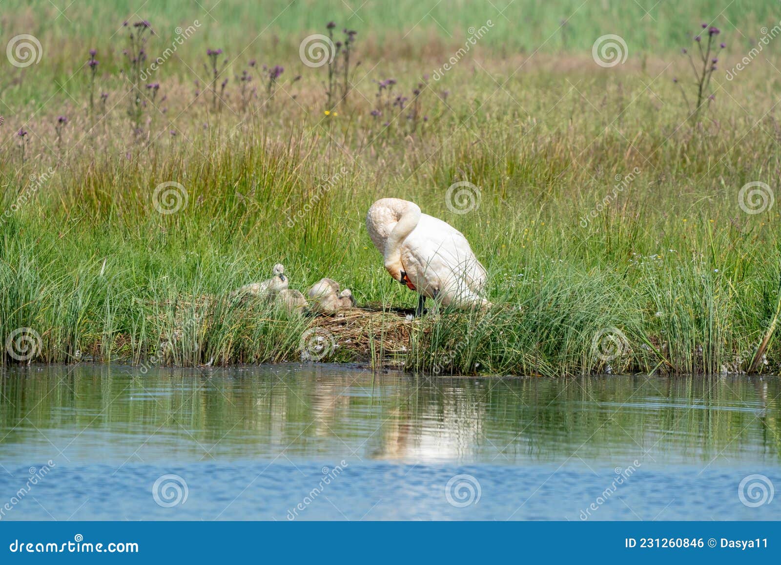 Young Gray Swans in the Grass Along a Lake. Mother Swan Stands Next To ...
