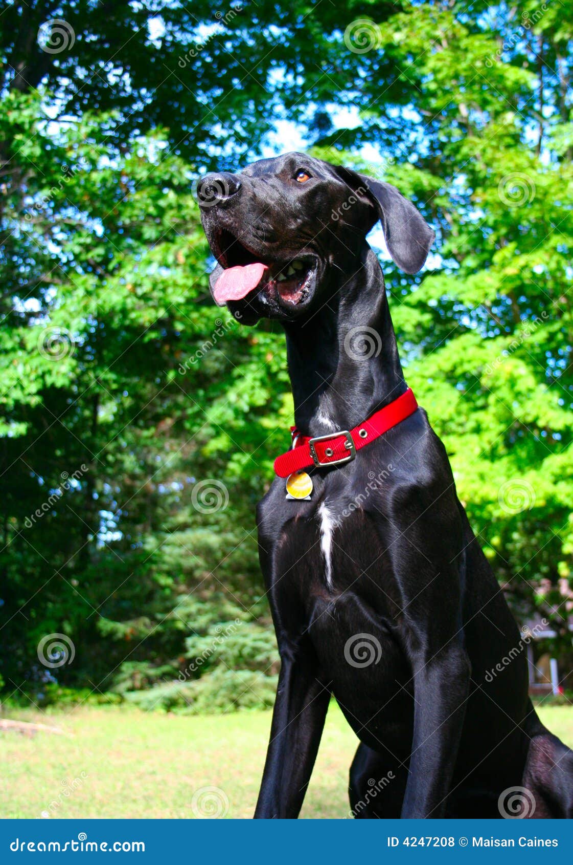 Young Great Dane stock photo. Image of outdoors, looking 4247208