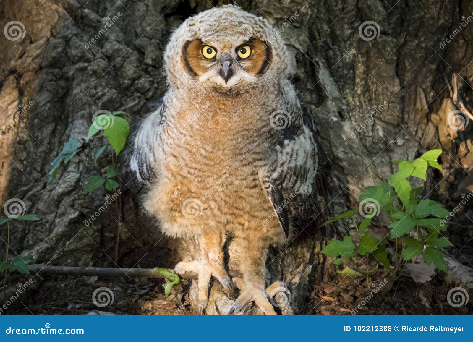 young great horned owl against poison ivy and cottonwood tree
