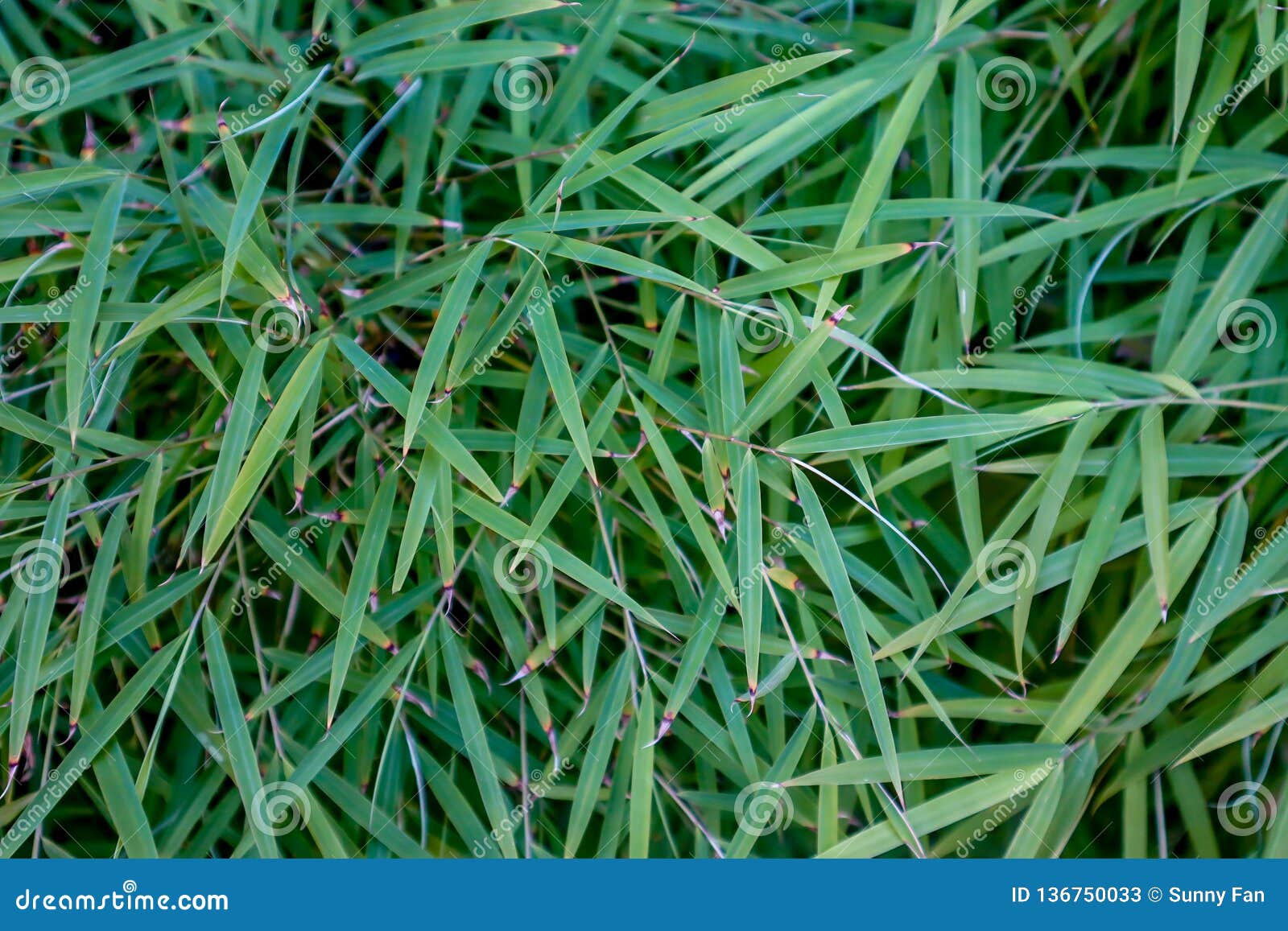 young green bamboo leaves cover
