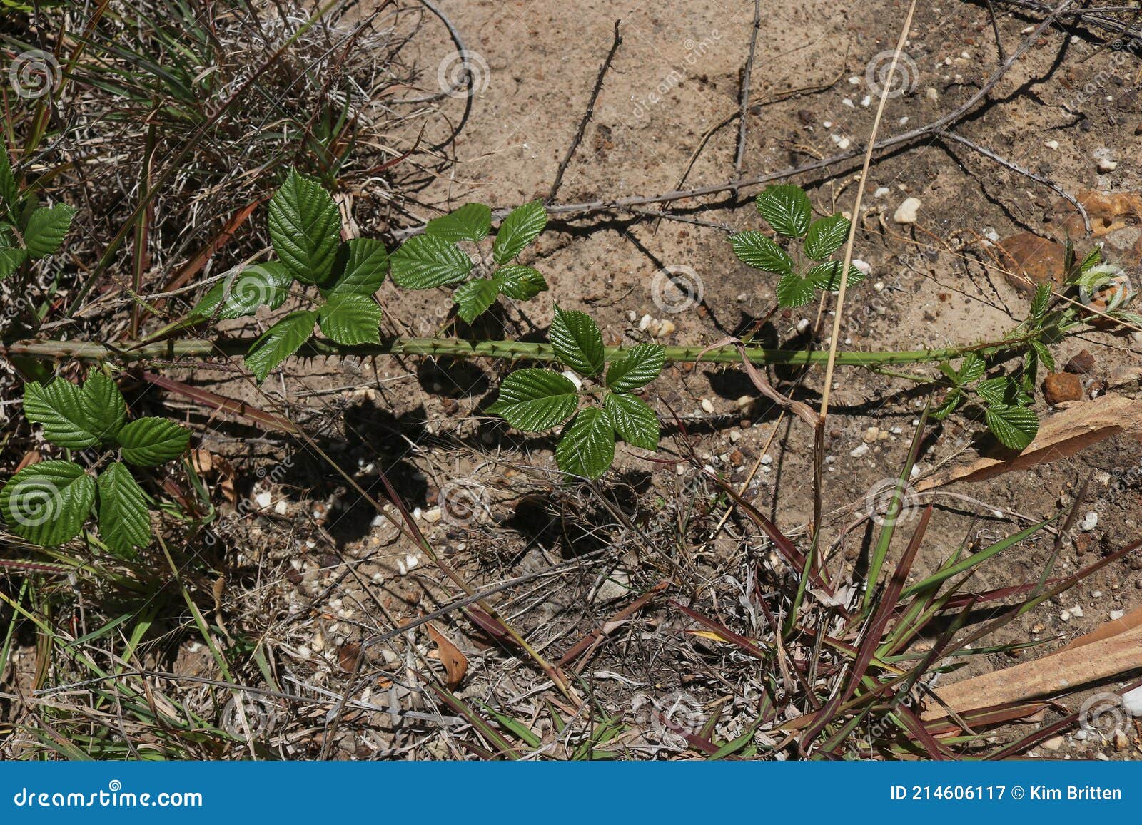 Young, Green Blackberry Fruit Runners on the Dry Ground Stock Image