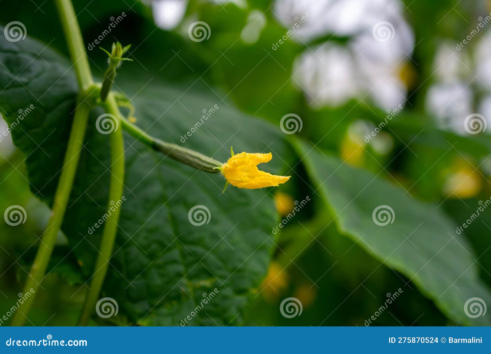 Young Green Cucumbers Vegetables Hanging On Lianas Of Cucumber Plants 