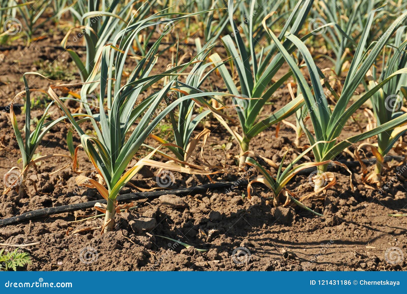 Young Green Garlic Sprouts Growing Stock Photo Image of plant