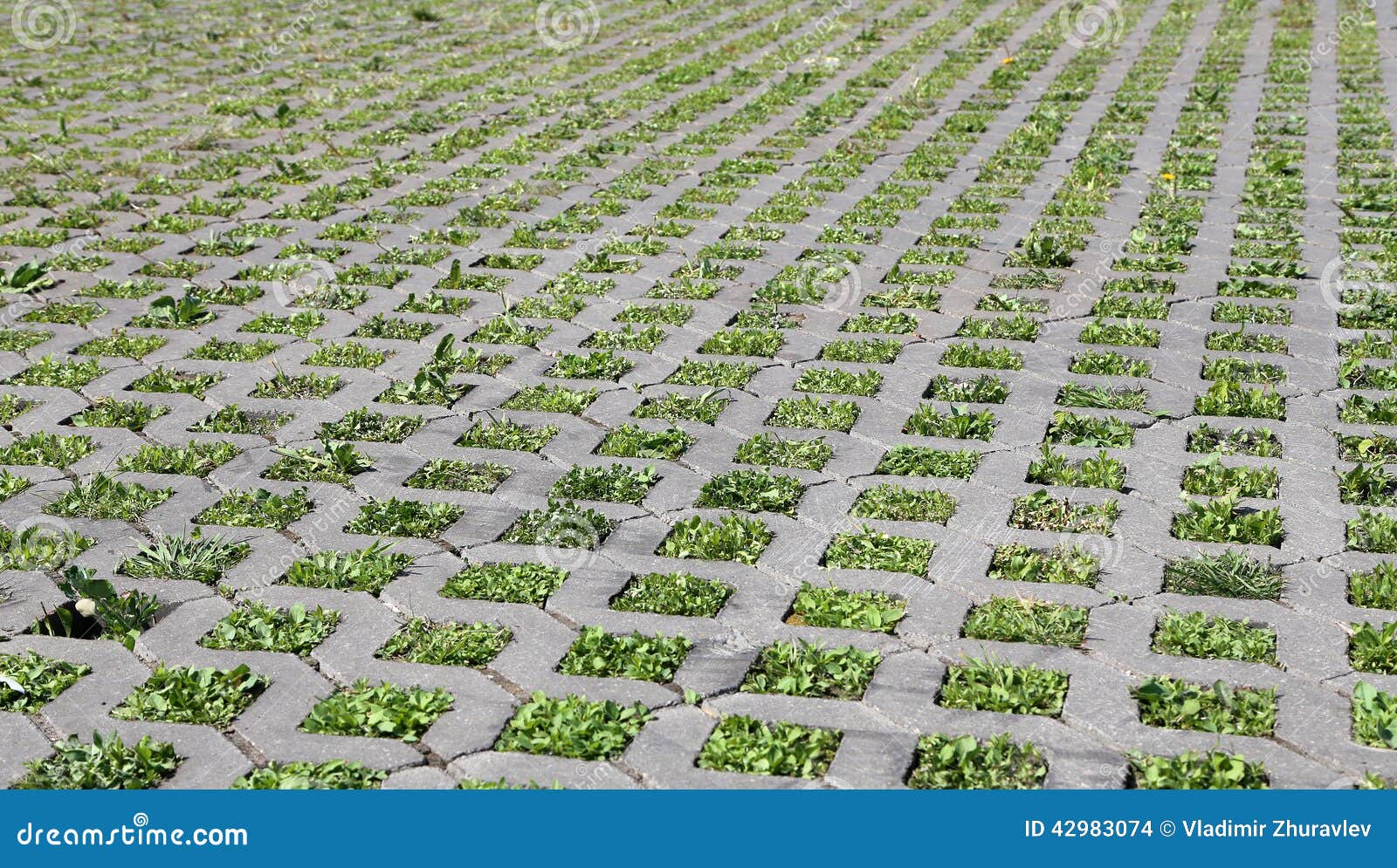 Young Green Grass Grows from the Concrete Structure Stock Photo Image
