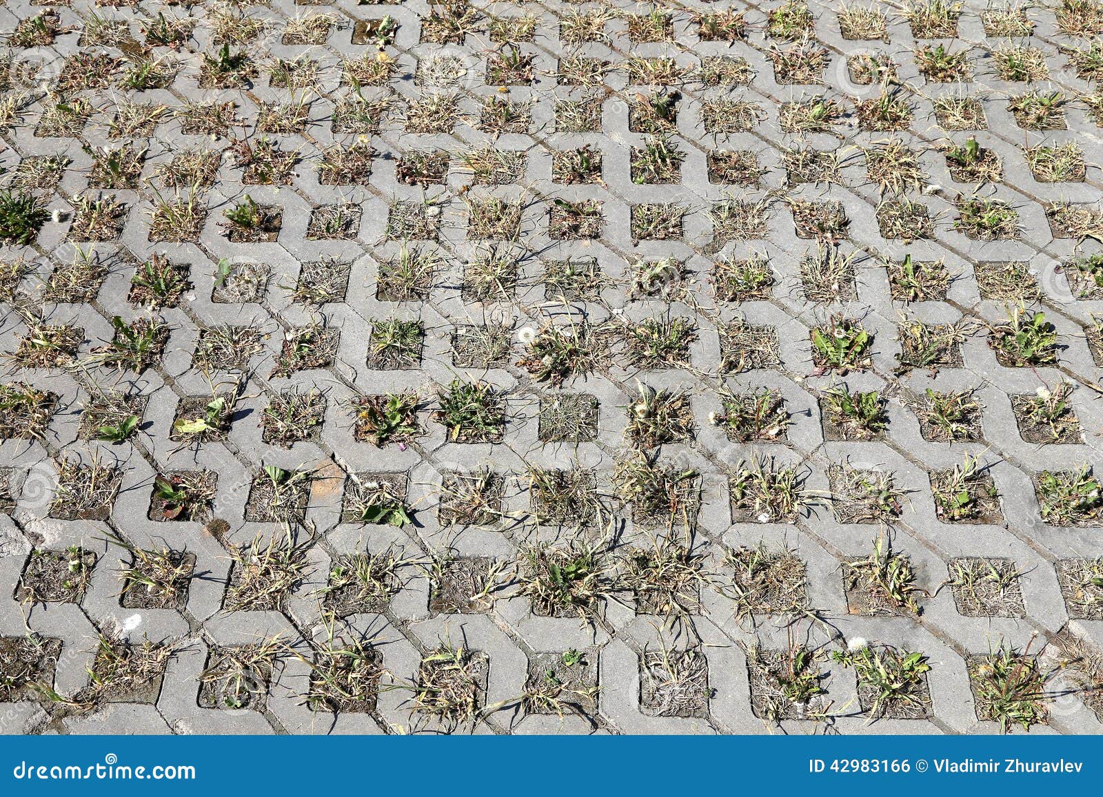 Young Green Grass Grows from the Concrete Structure Stock Photo Image