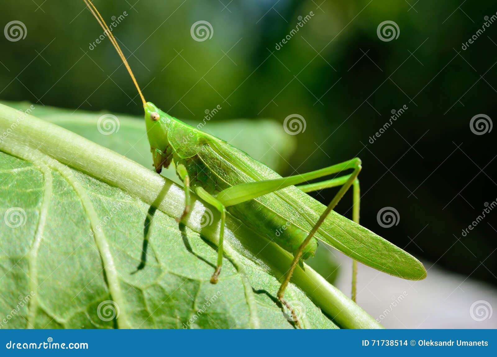 Young Green Grasshopper Eats The Leaves In The Garden Stock Photo Image Of Summer Meadow 71738514