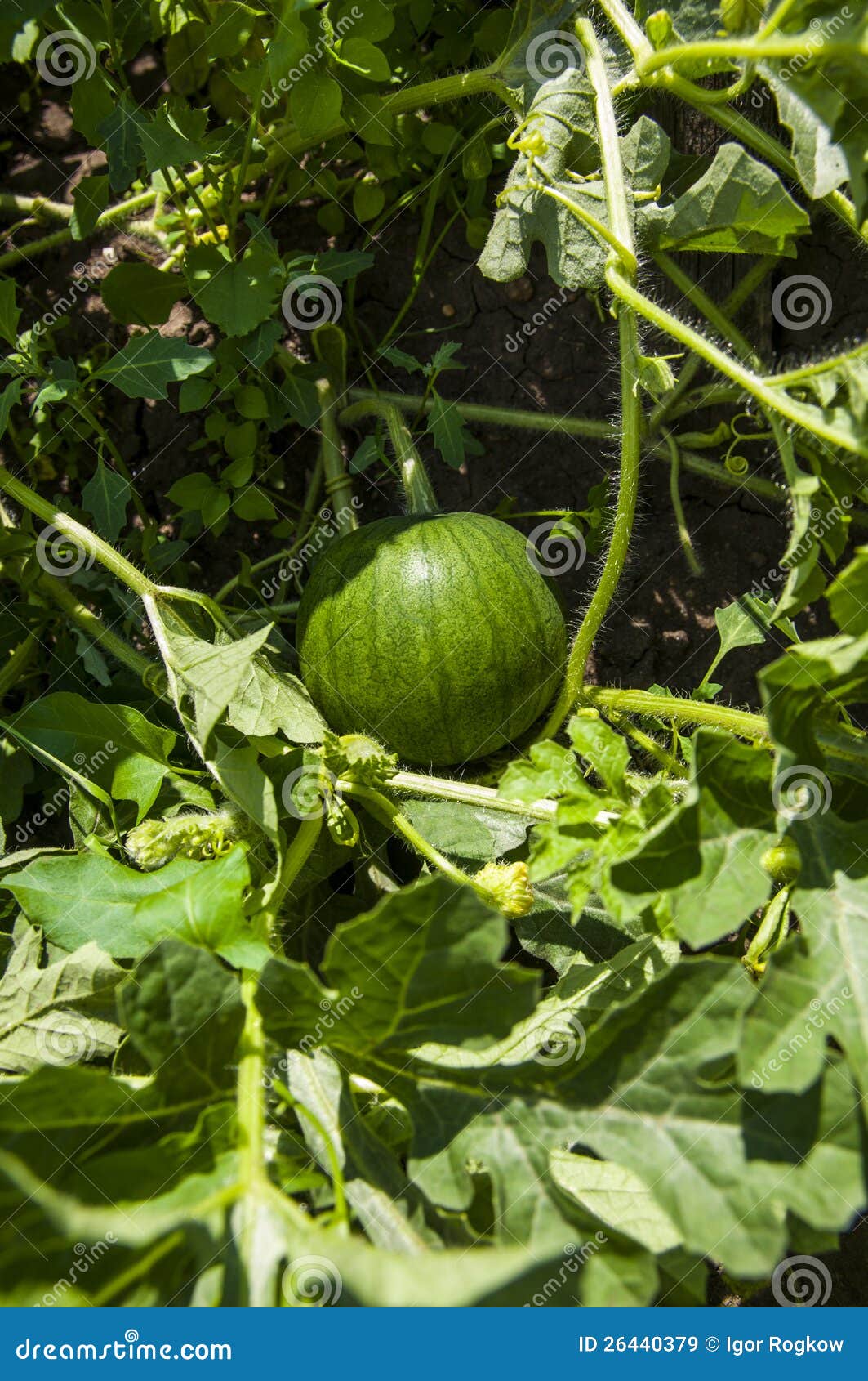 Watermelon Gaining Stock Photos Free & RoyaltyFree Stock Photos from Dreamstime