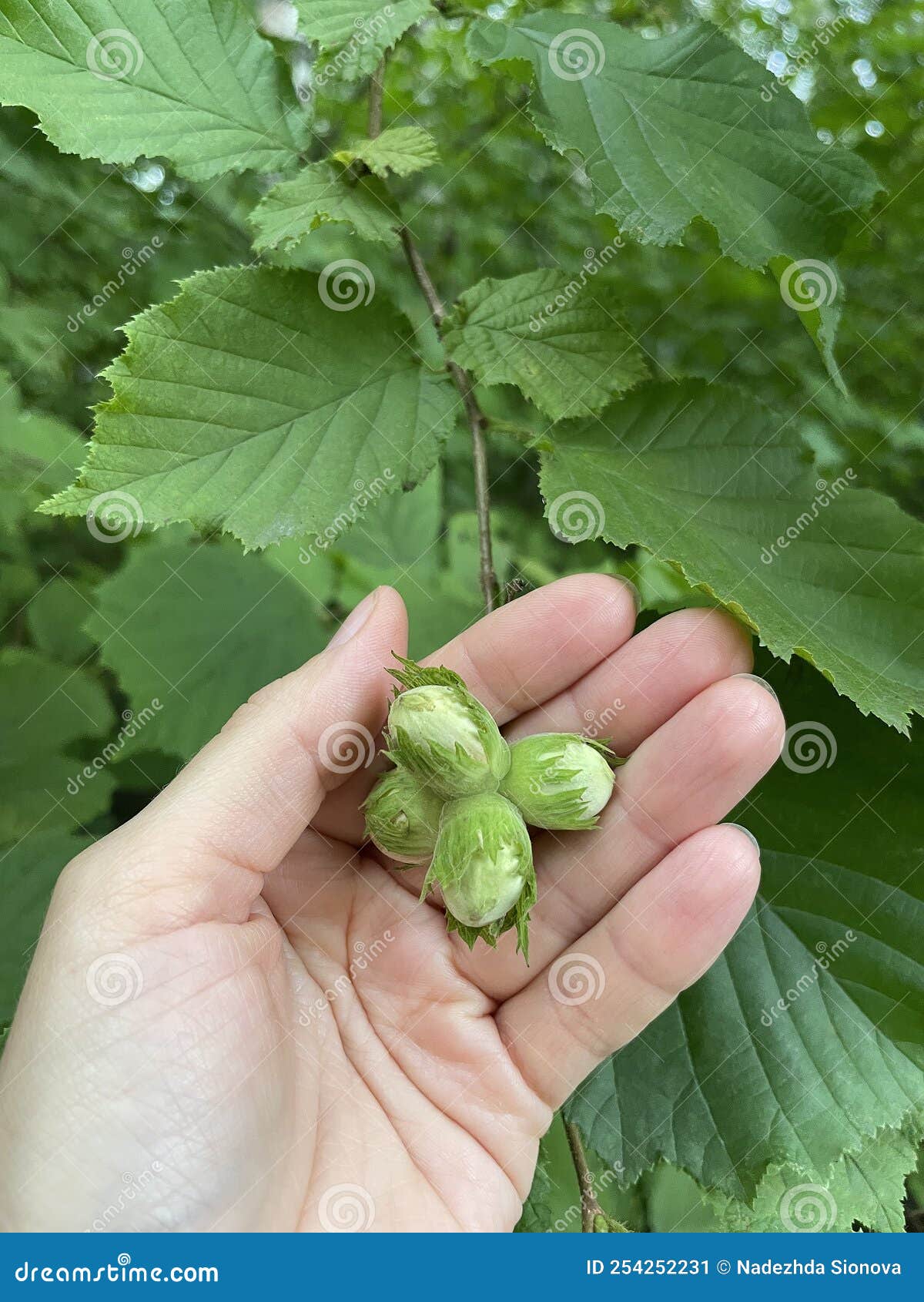 A Young Green Hazel in the Palm of Your Hand. Hazelnuts Growing on a