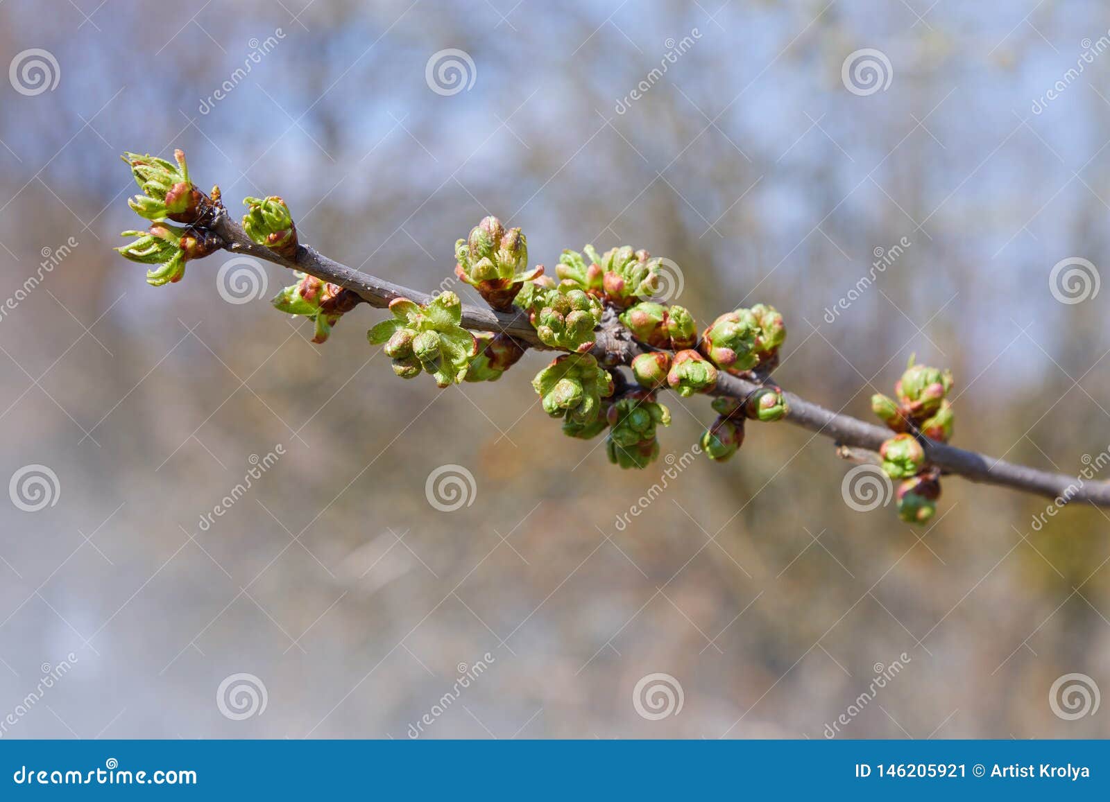 Young Green Kidneys Begin To Develop on a Cherry Tree Stock Image