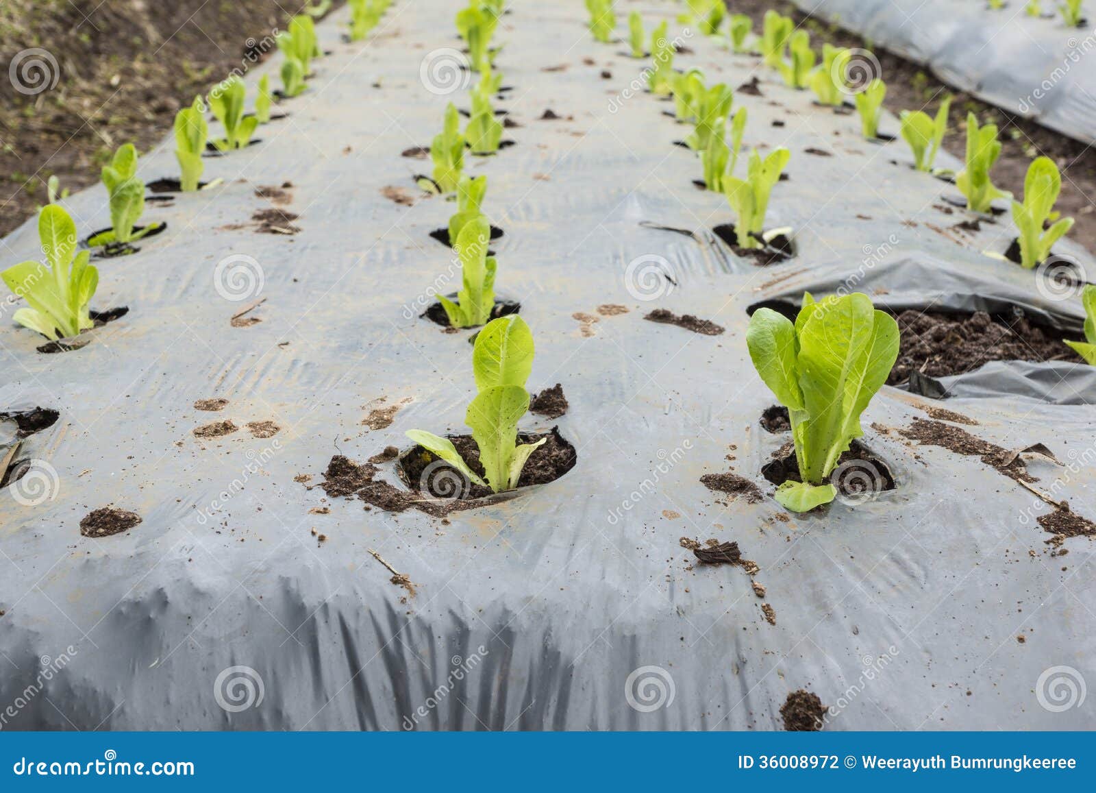 Young Green Lettuce stock photo. Image of eating, growth 36008972