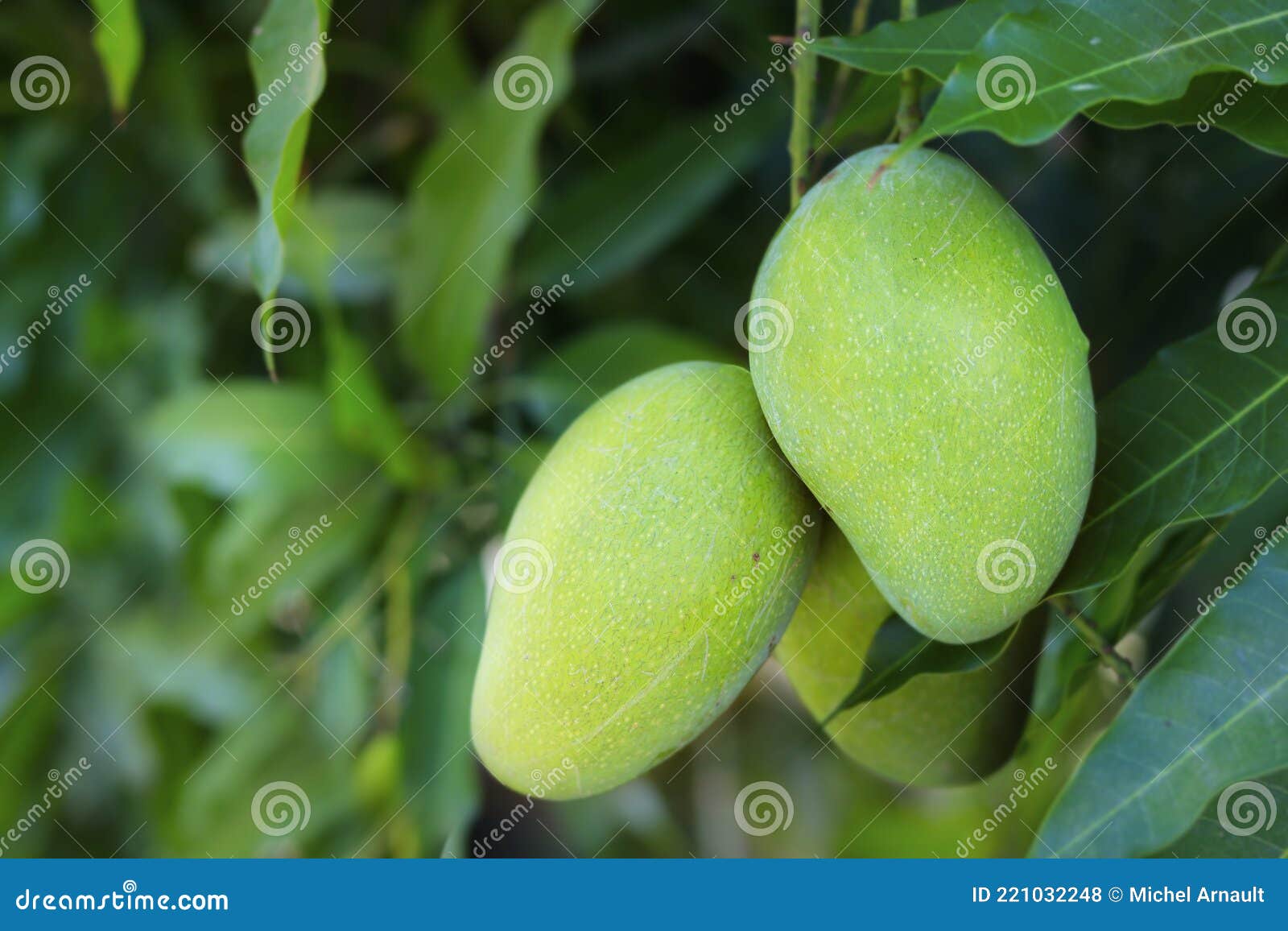 Young Green Mango Growing in Tree Stock Photo Image of fruit