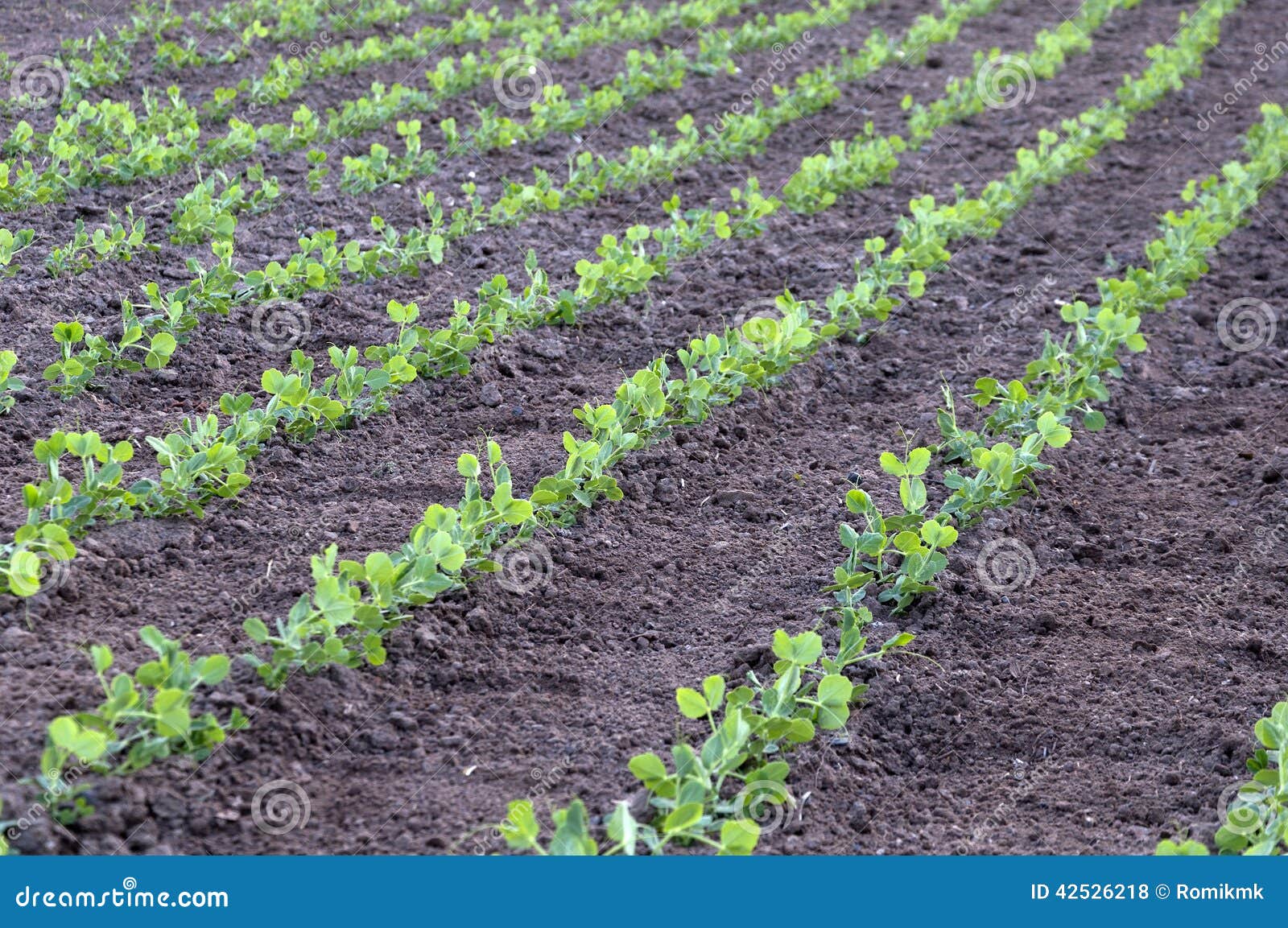 Young green peas stock photo. Image of food, garden, harvest 42526218