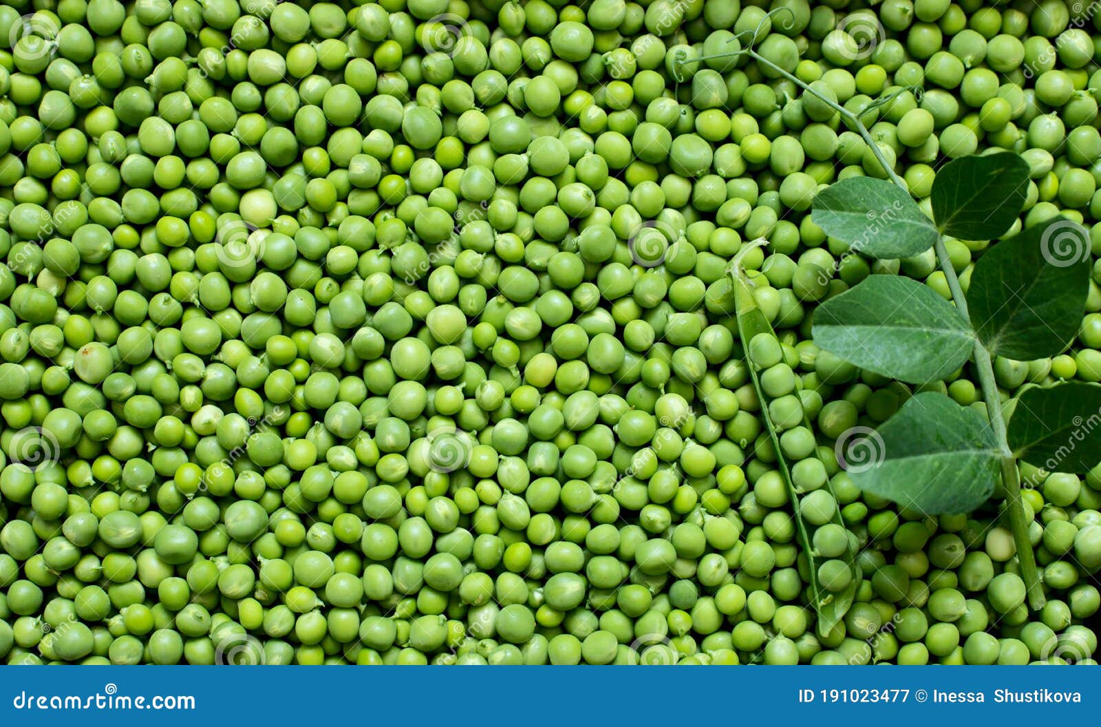 Young Green Peas are Organic. the View from the Top Stock Image Image