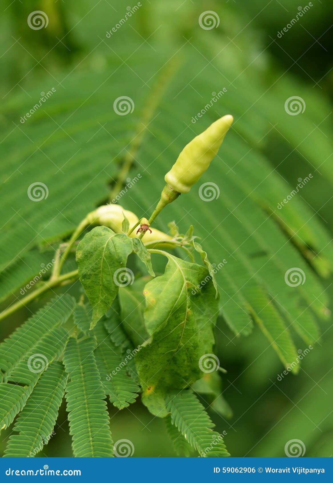 Young Green pepper stock photo. Image of growing, fresh 59062906