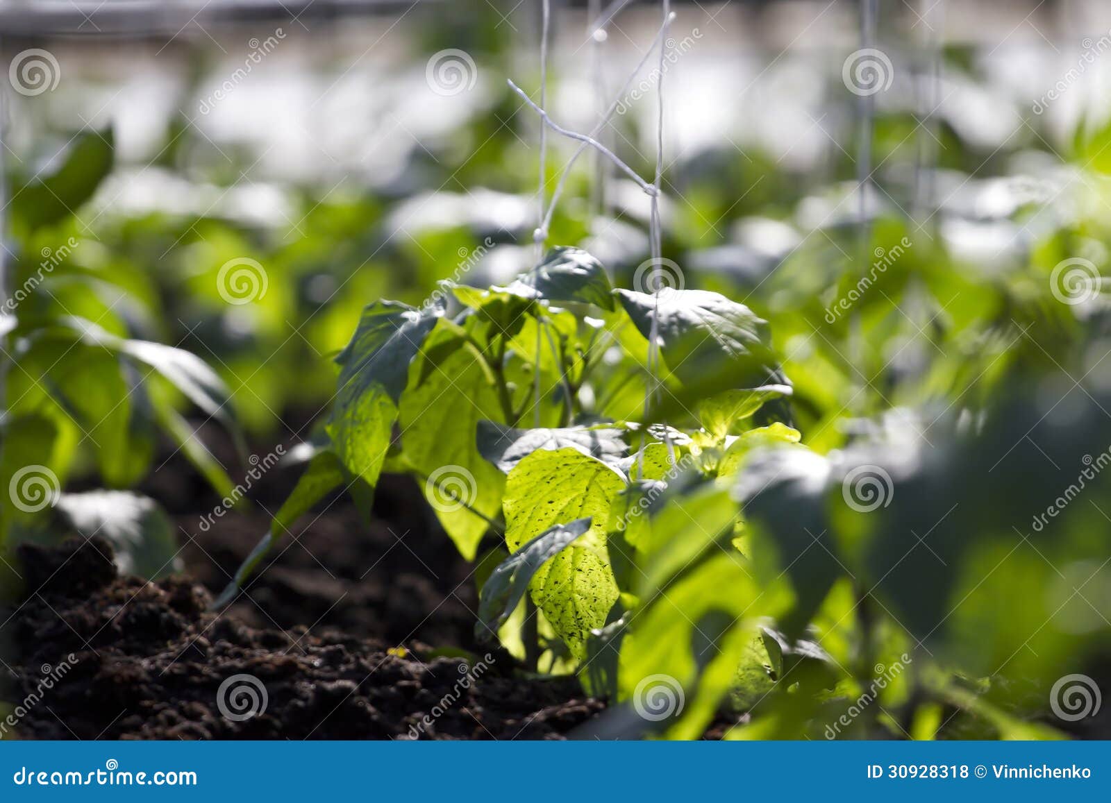 Young green pepper. stock photo. Image of ground, nature 30928318
