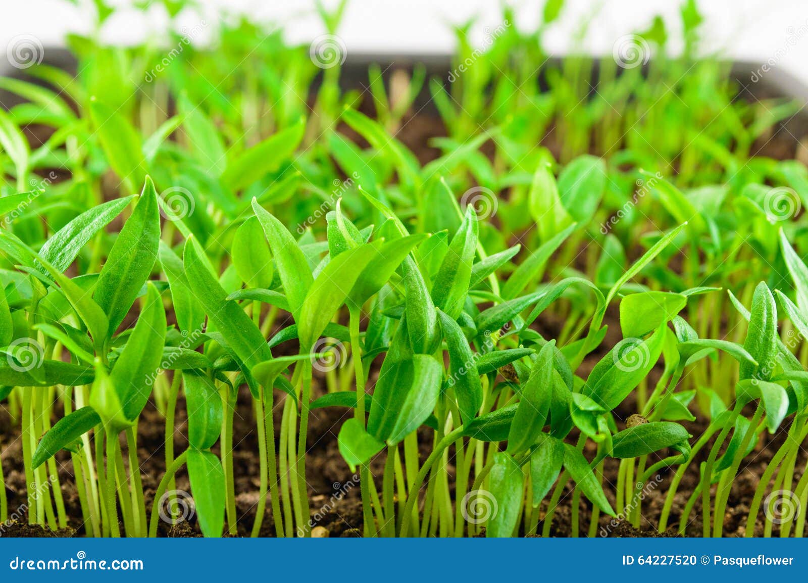 Young Green Pepper Seedlings Stock Photo Image of closeup, fresh