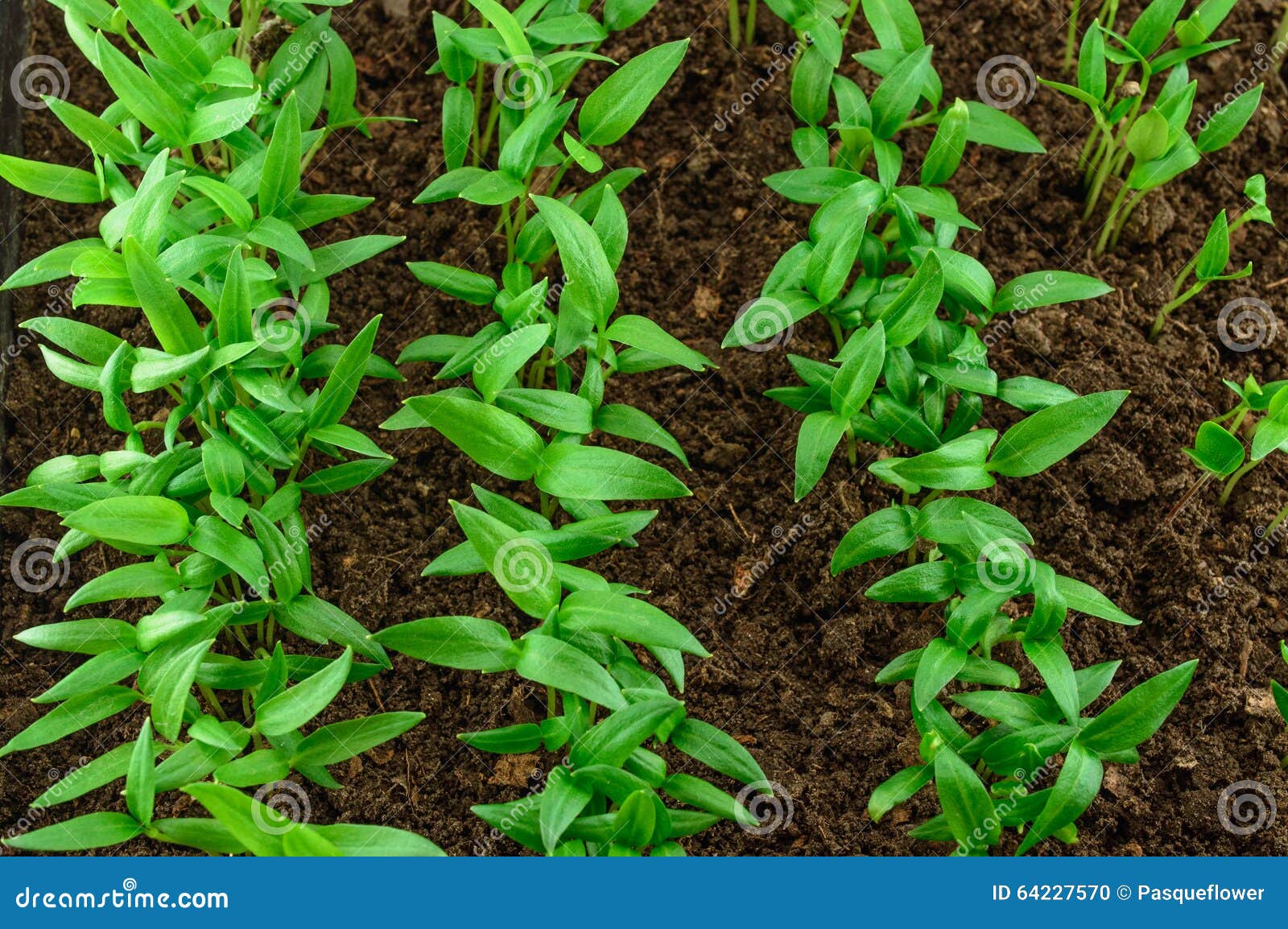 Young Green Pepper Seedlings Stock Photo Image of gardening, planting