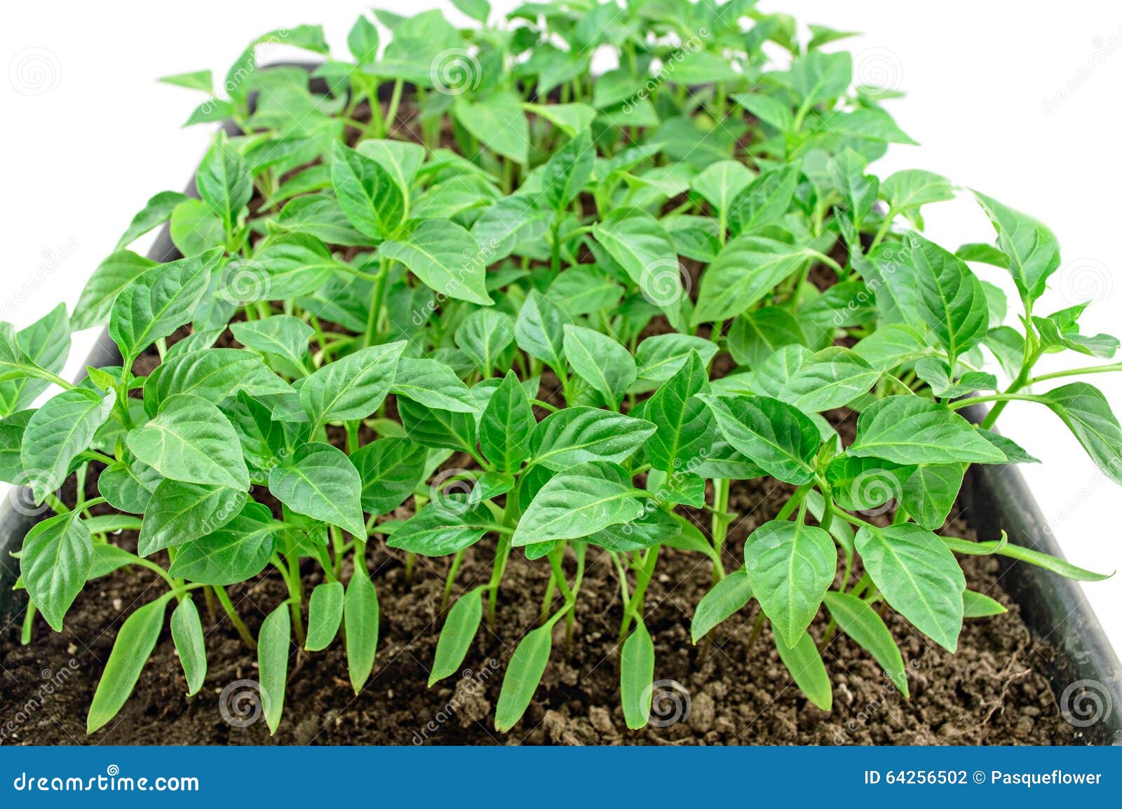 Young Green Pepper Seedlings Stock Photo Image of agriculture, nature