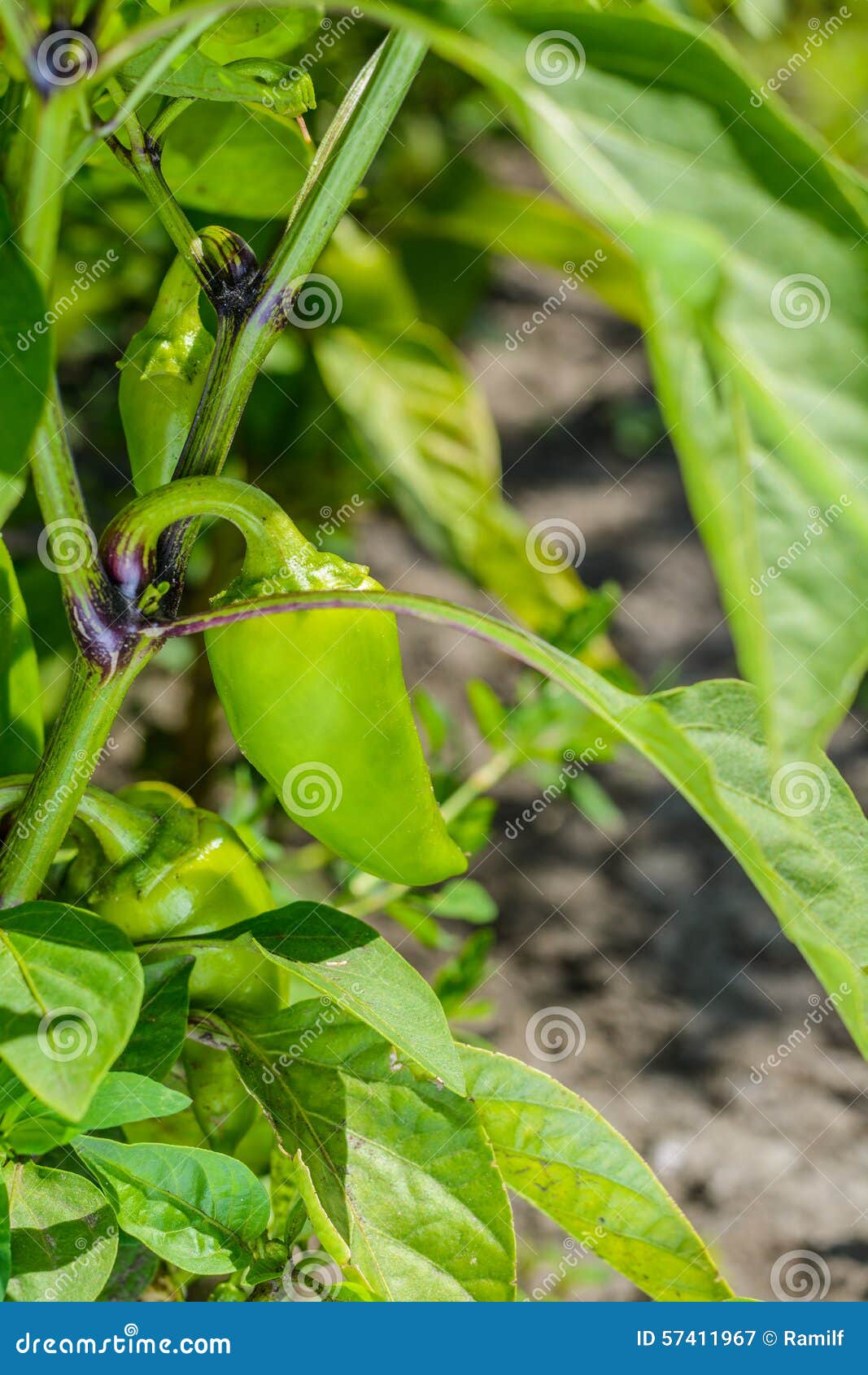 Young Green Peppers on the Bush Stock Image Image of green, plant