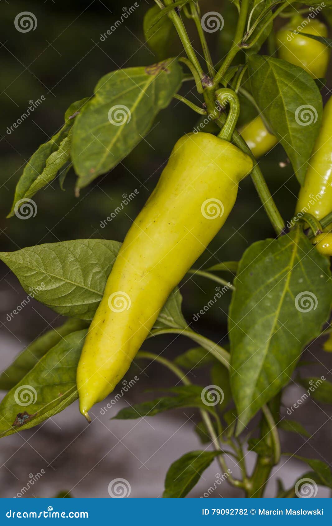 Young Green Peppers Growing on the Vine Stock Photo Image of