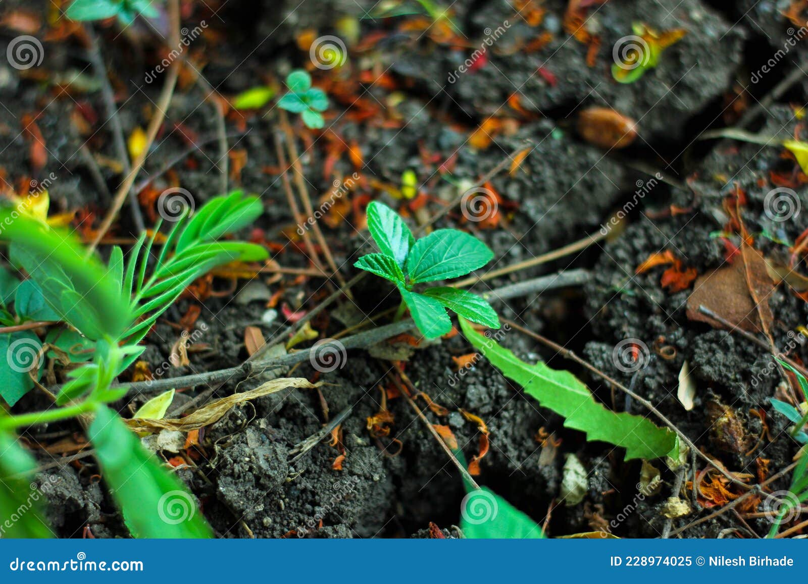 Young Green Plant Grow Sequence with Light Shining Down on Trunk and