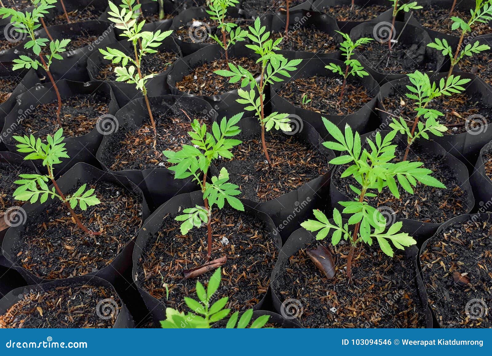 Young Green Plants In Black Plastic Bags Stock Photo Image Of Nursery Care 103094546