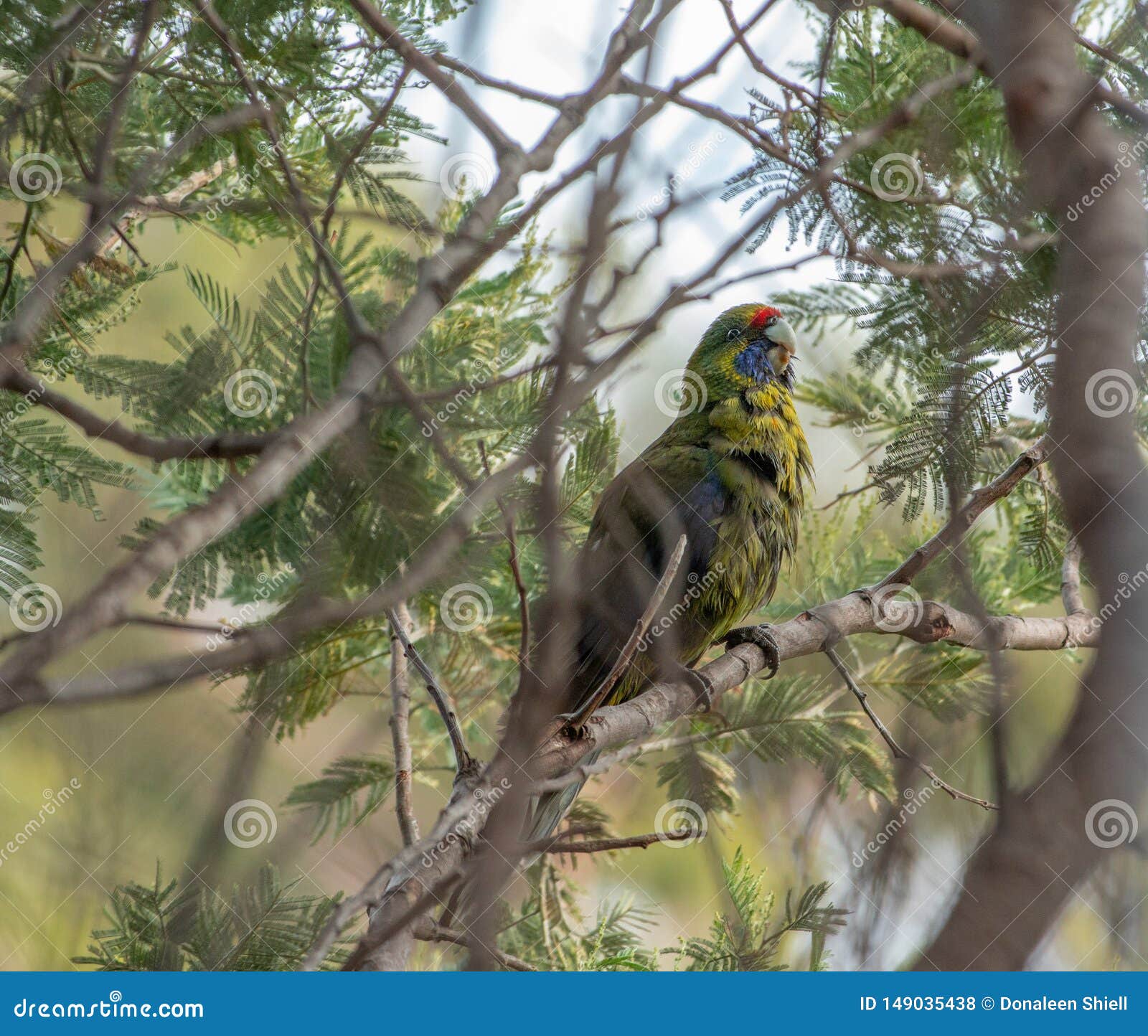 green rosella platycerus eximius in trees at scamander, tasmania