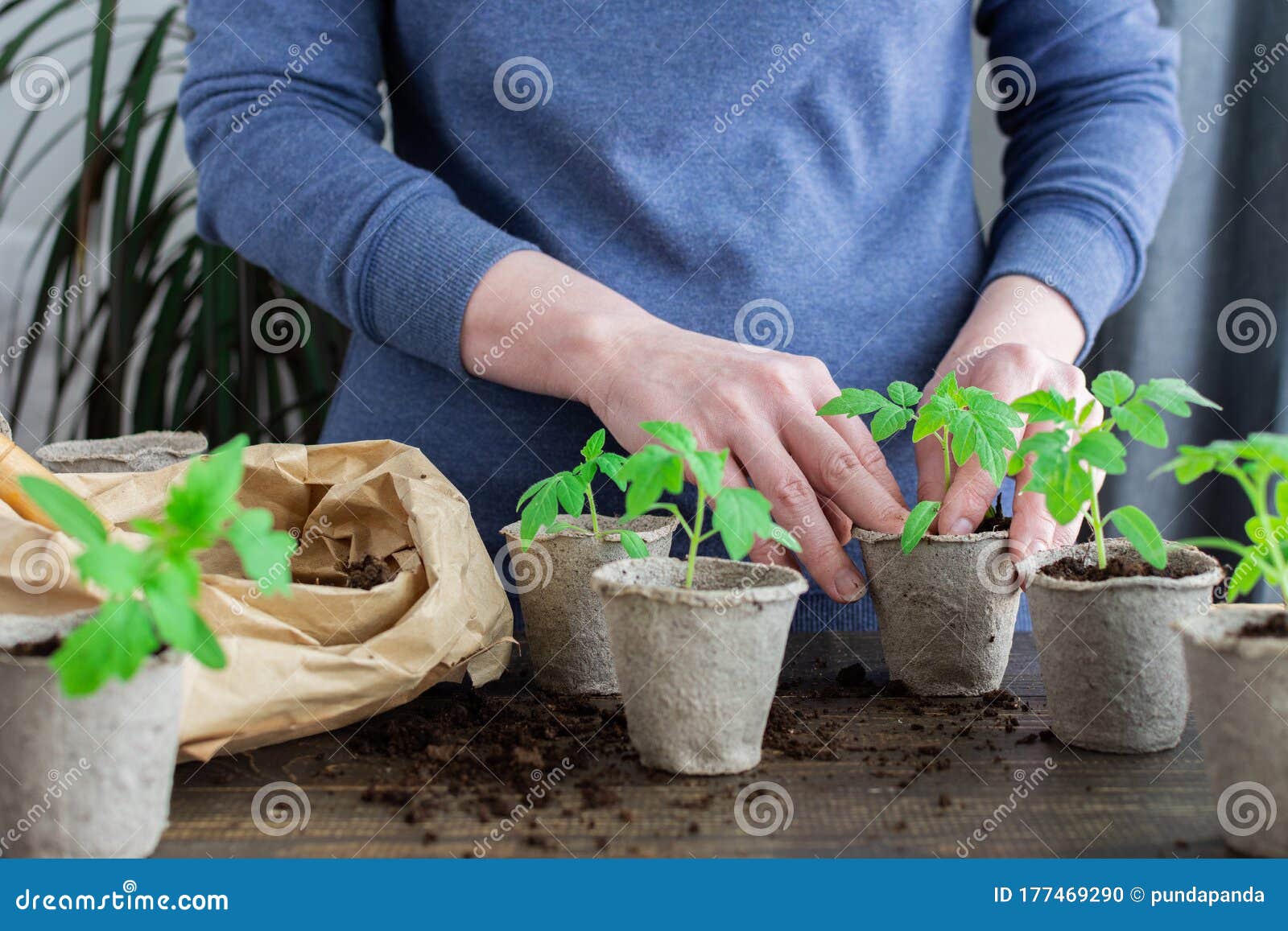Transplanting Seedlings Pricking Out Stock Photo Image Of Growing Botany 177469290,Types Of Fabric Materials For Dresses
