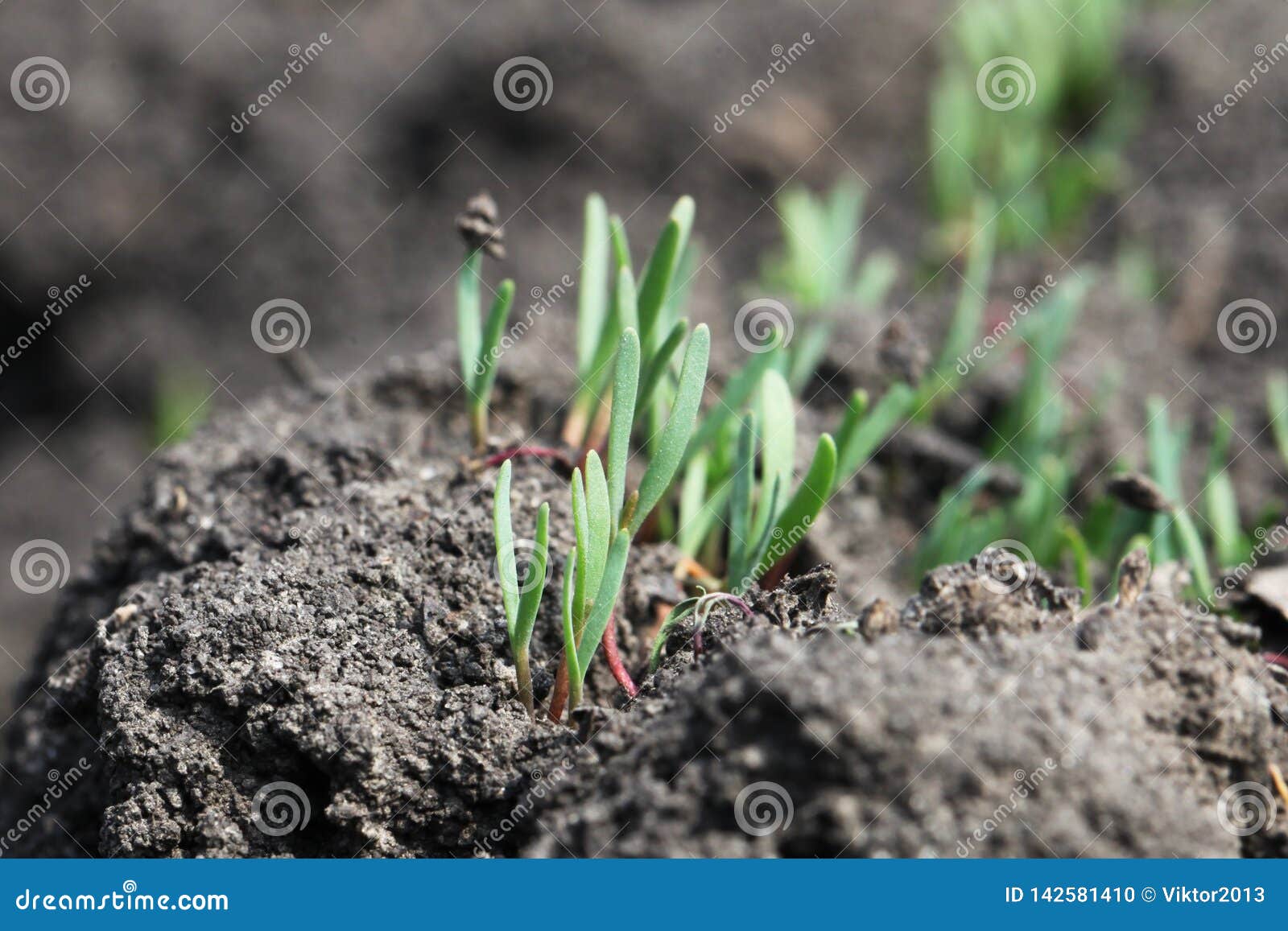 Young Green Shoot Come Out from the Ground in the Spring Stock Photo
