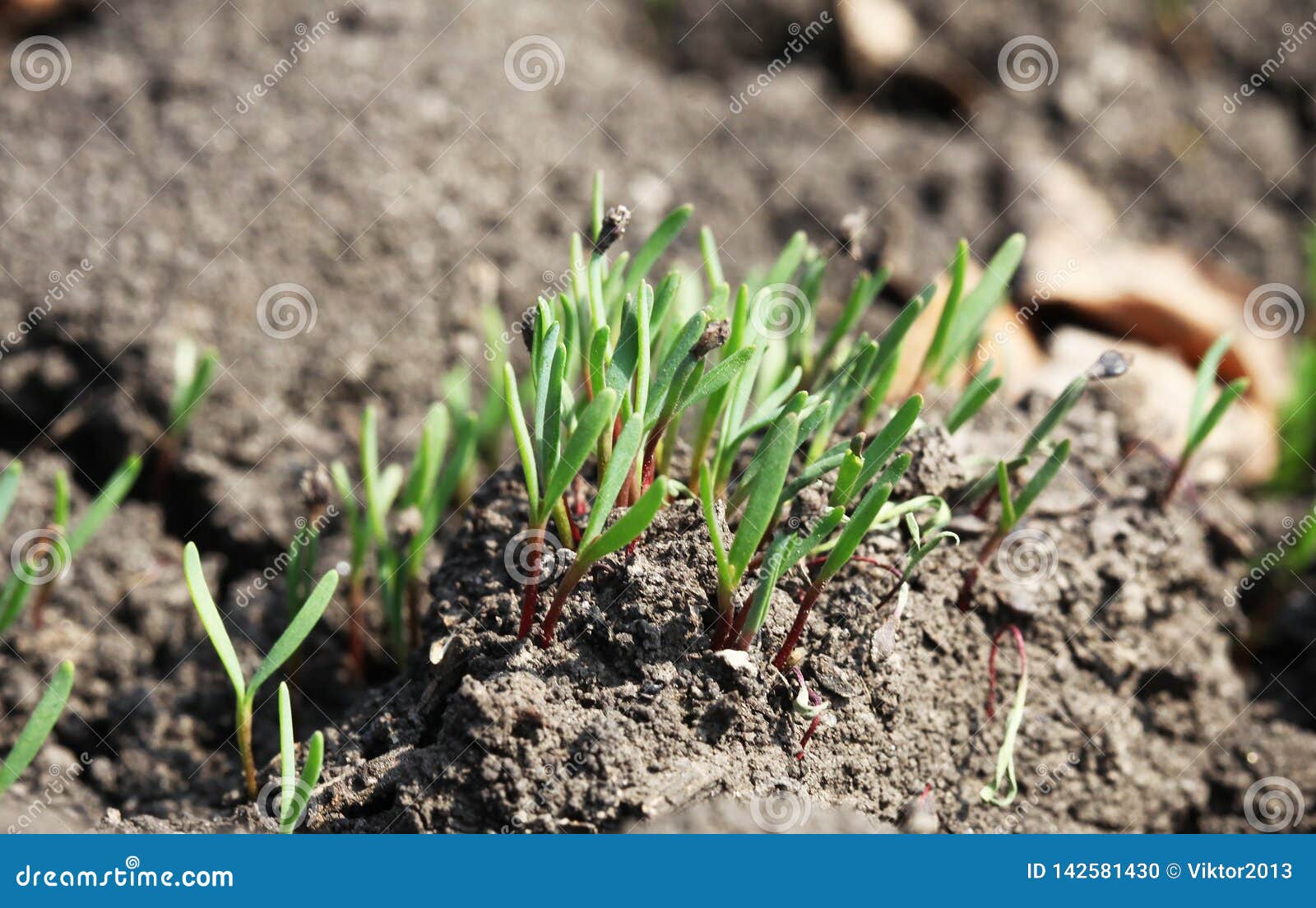 Young Green Shoot Come Out from the Ground in the Spring Stock Photo