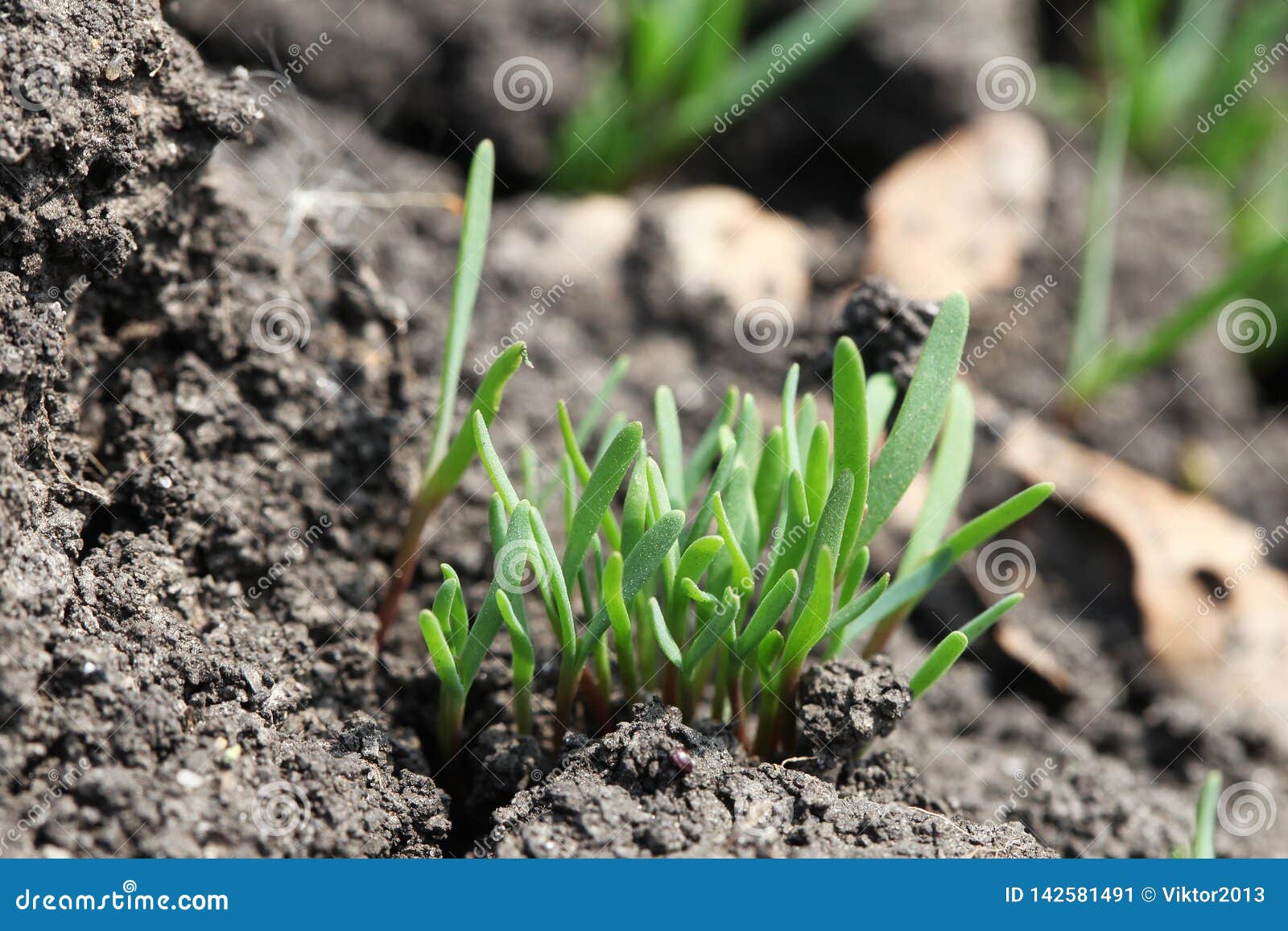 Young Green Shoot Come Out from the Ground in the Spring Stock Image