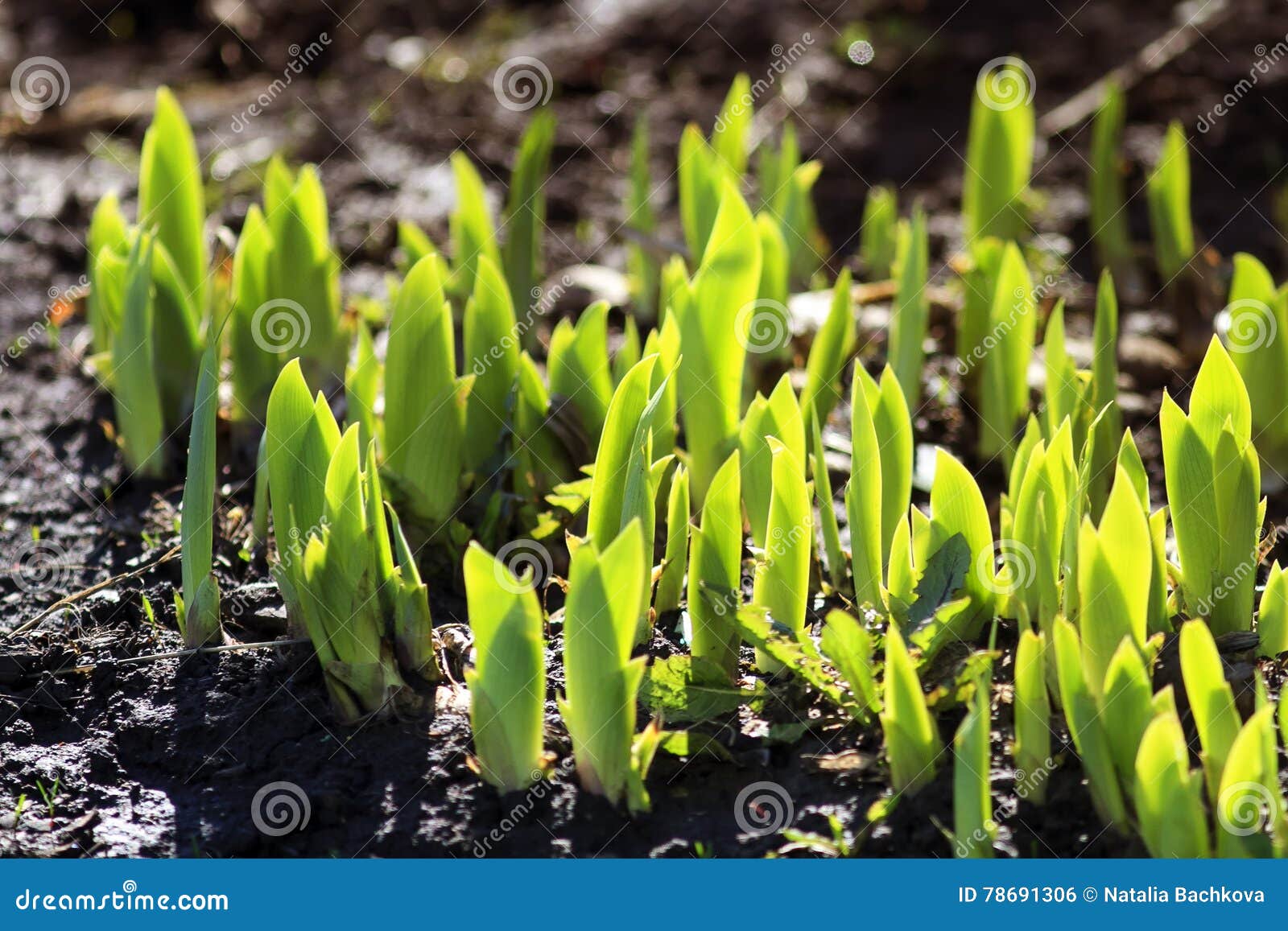 Young Green Shoots in the Spring Make Their Way from the Ground Stock
