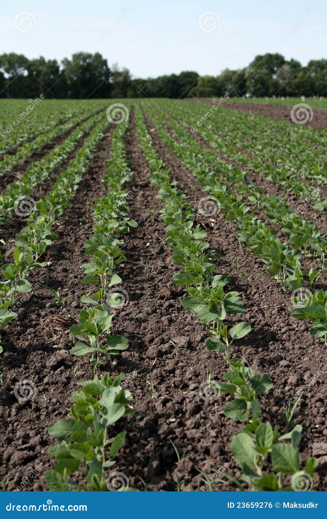 Young green soybean plants stock photo. Image of stem 23659276