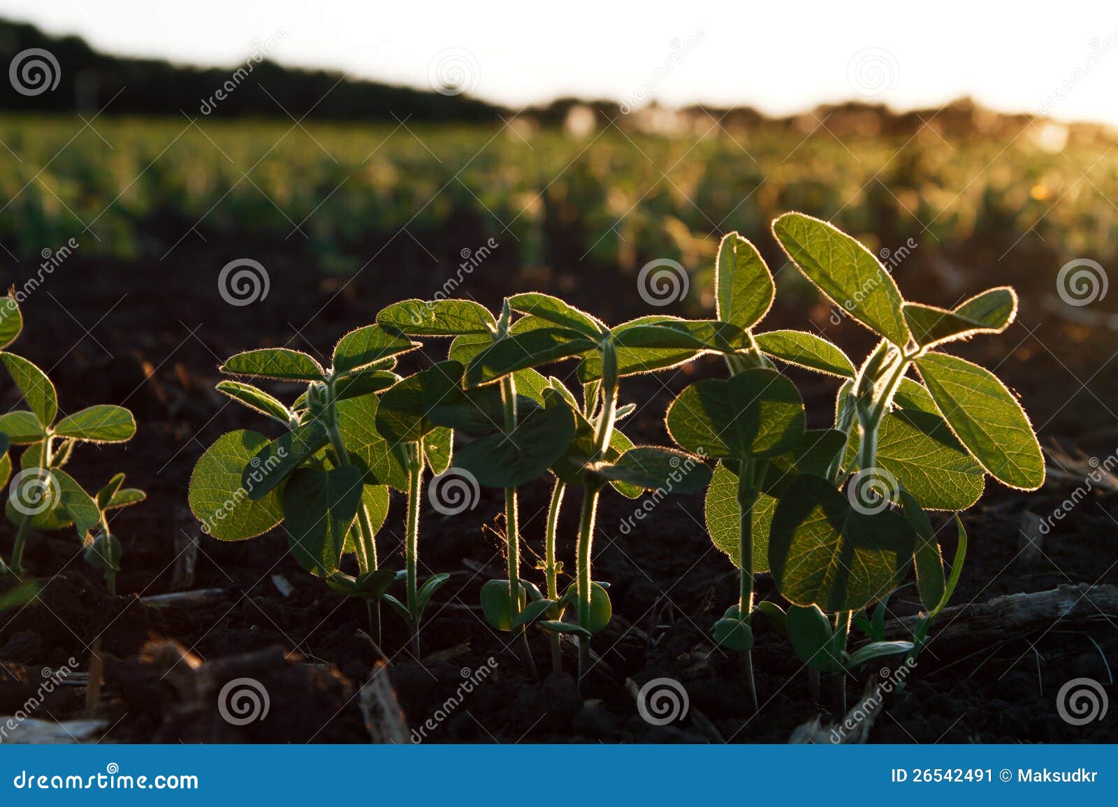 Young Green Soybean Plants in Evening Light Stock Image Image of farm