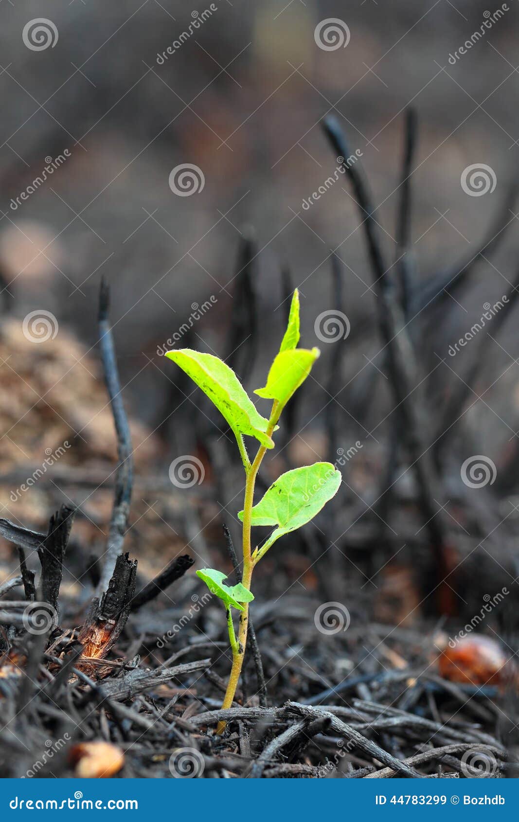 Young Green Sprout after Fire. Stock Image Image of burn, landscape
