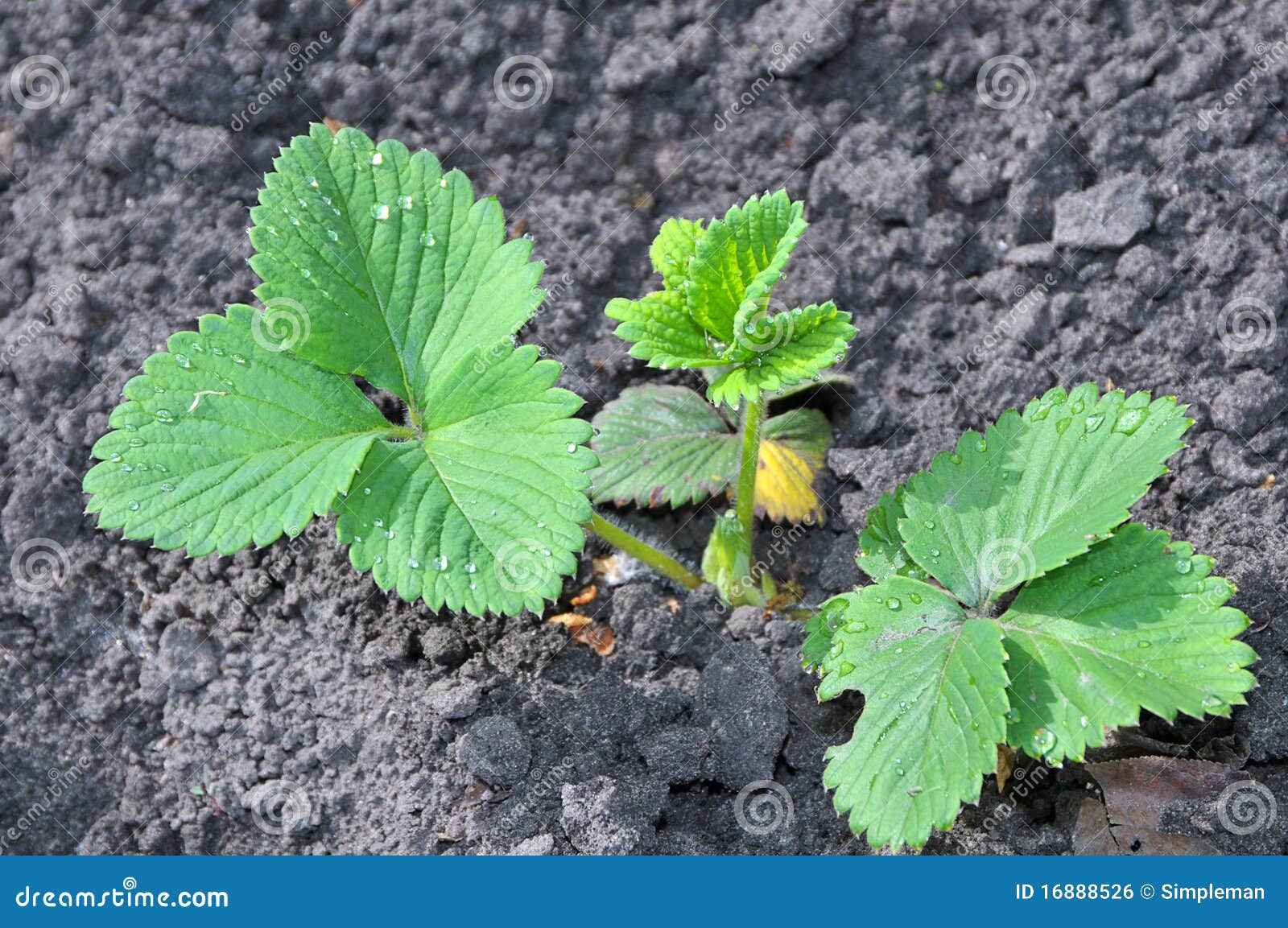 Young Green Sprout of Strawberry Stock Photo Image of strawberry