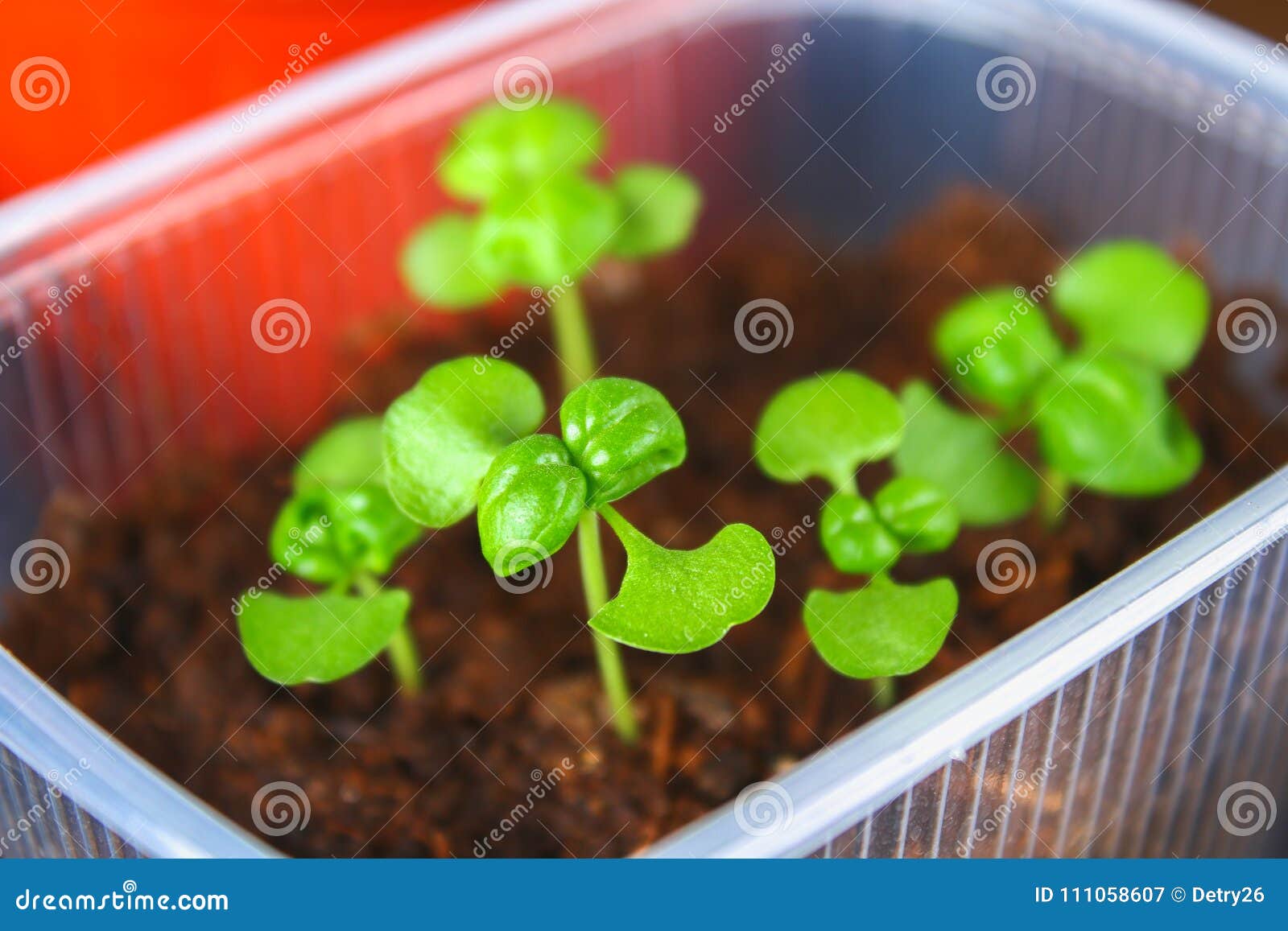 Young Green Sprouts of Basil in the Ground. Seedlings in the Garden