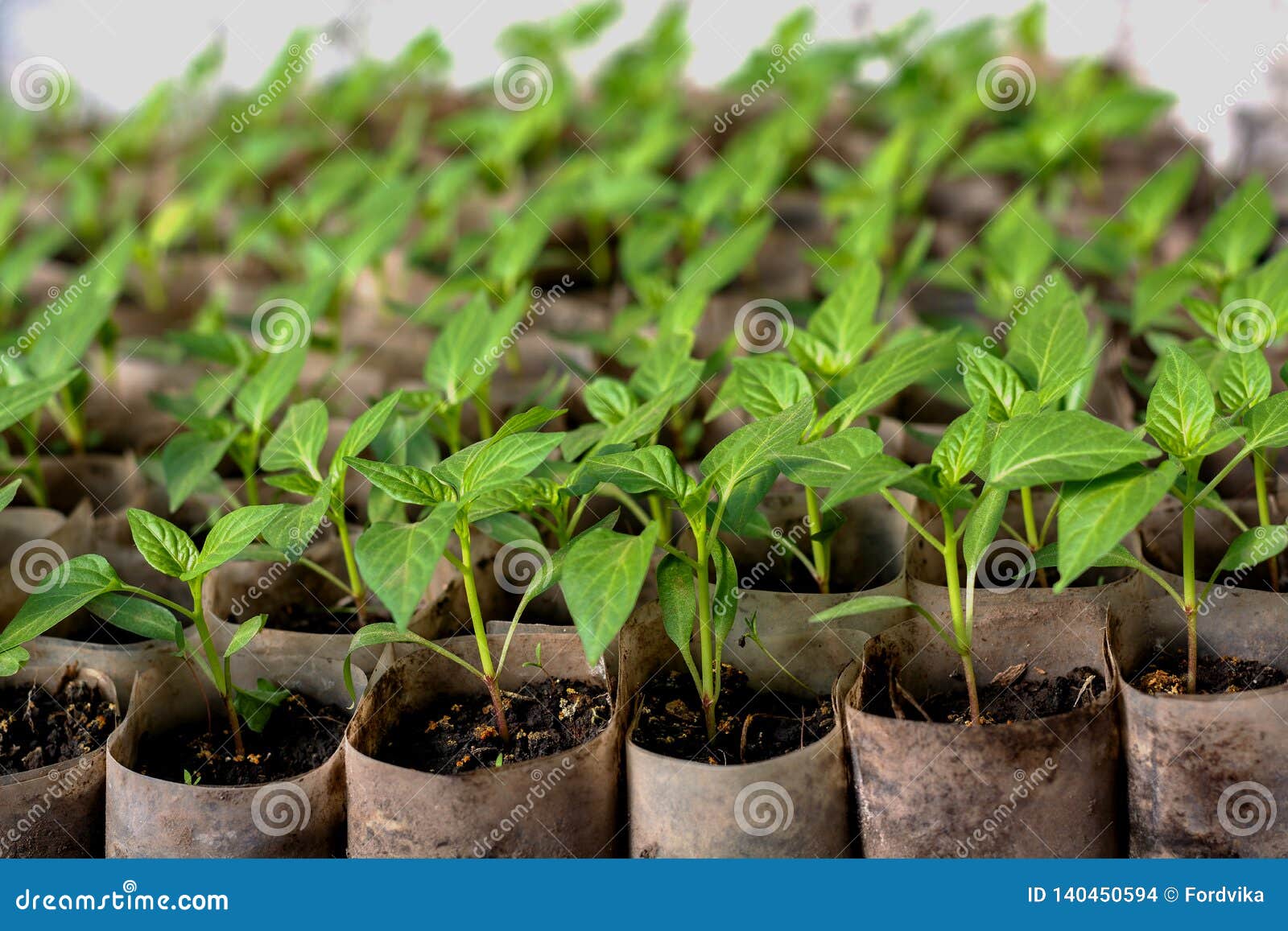 Купить рассаду помидор в спб. Pepper seedlings. Ростки рассады. Росток саженцы интернет магазин.