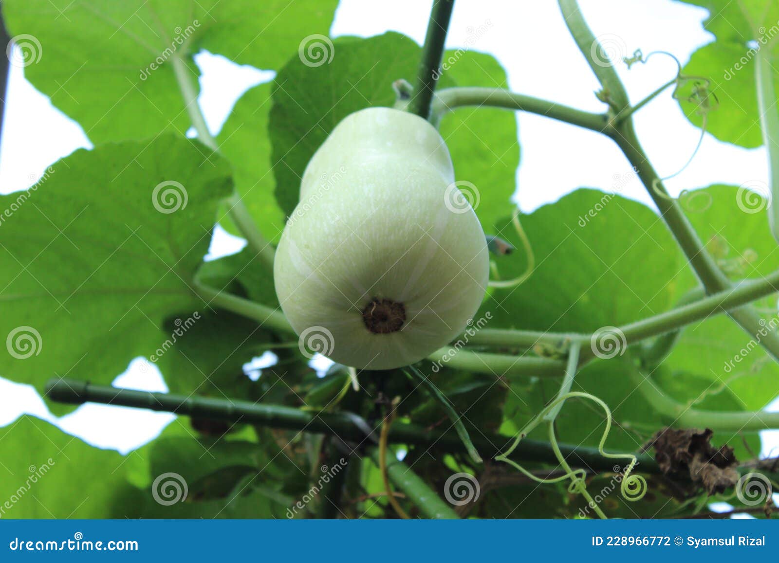 Green Squash Butternut Fruit Stock Photo Image of produce, fruit