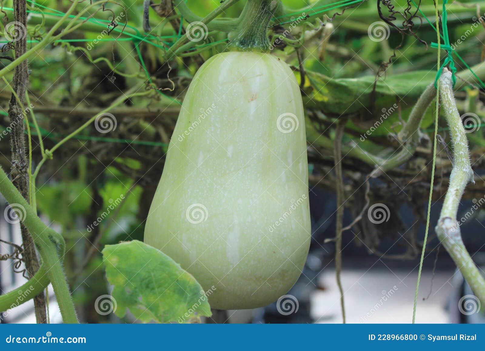 Green Squash Butternut Fruit Stock Photo Image of blossom, wildflower