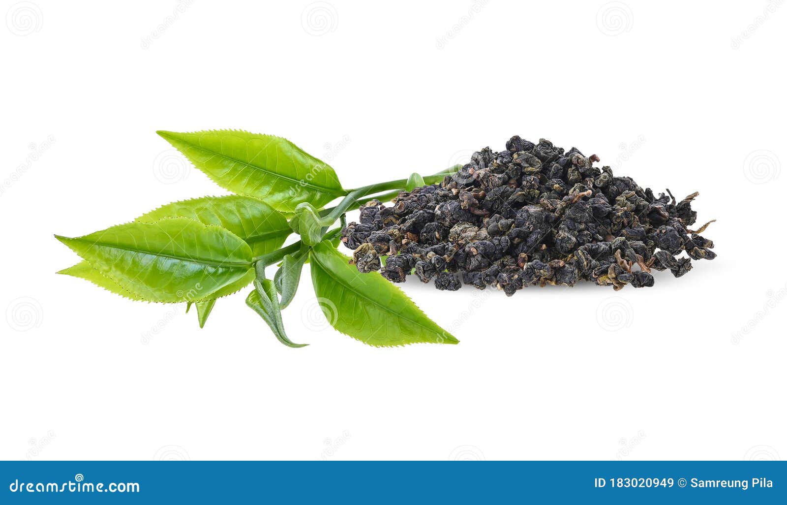 Young Green Tea Leaves and Dry Green Tea Isolated on a White Background