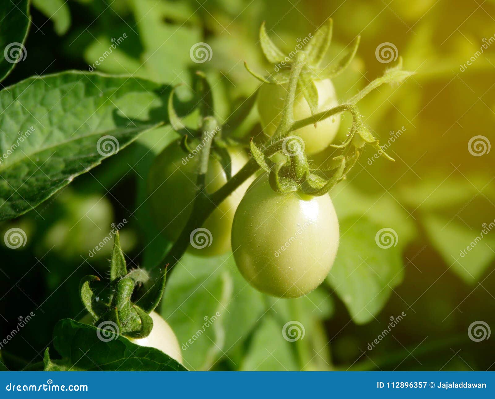 Young green tomatoes stock image. Image of garden, fresh 112896357