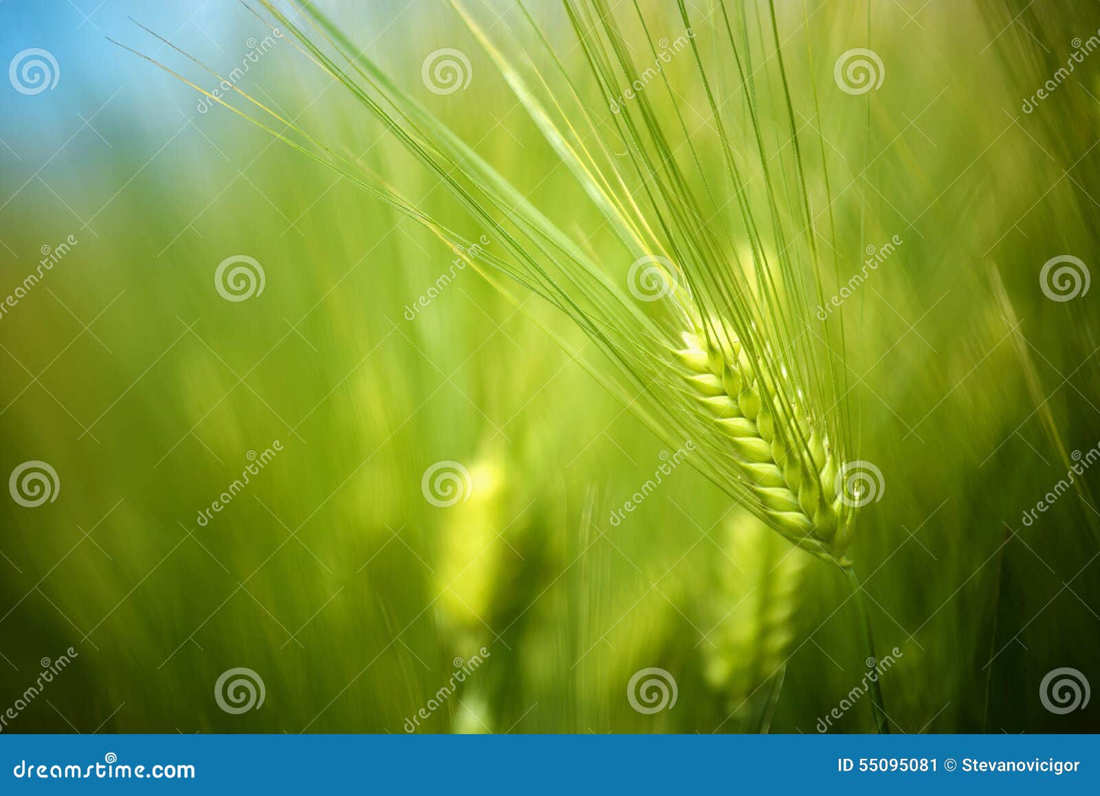 young green wheat crops field growing in cultivated plantation