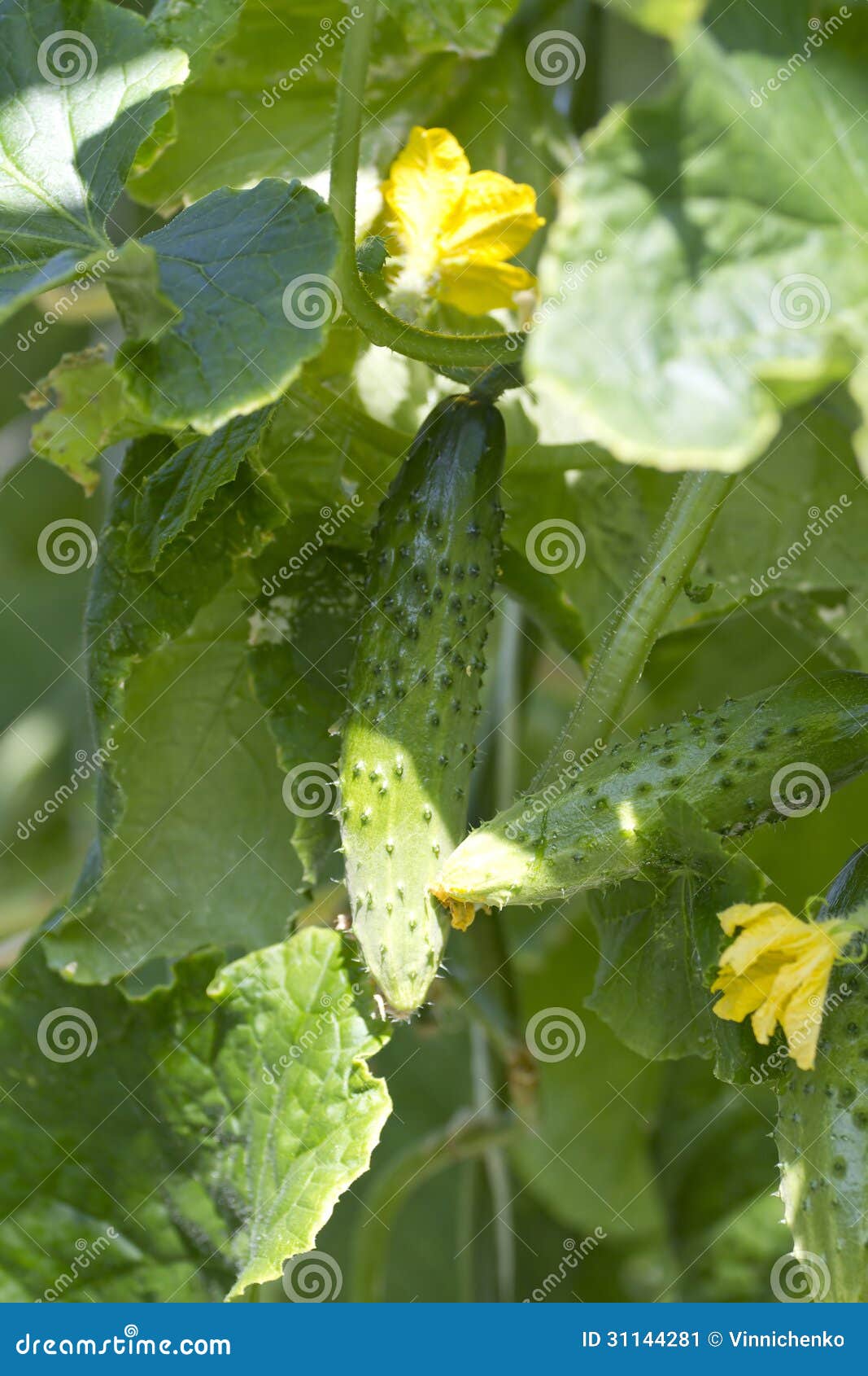 Young Greenhouse Cucumbers. Stock Image Image of crop, environment