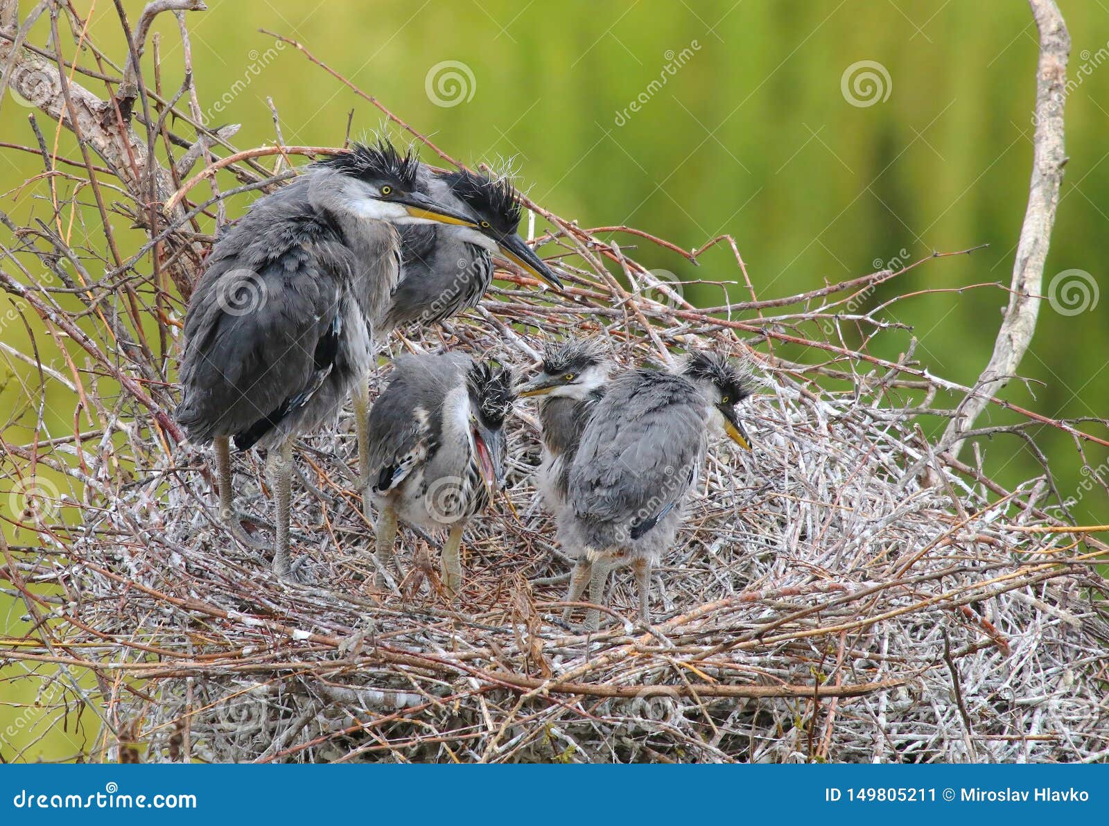 Young Grey Herons Ardea Cinerea on Nest Stock Image Image of