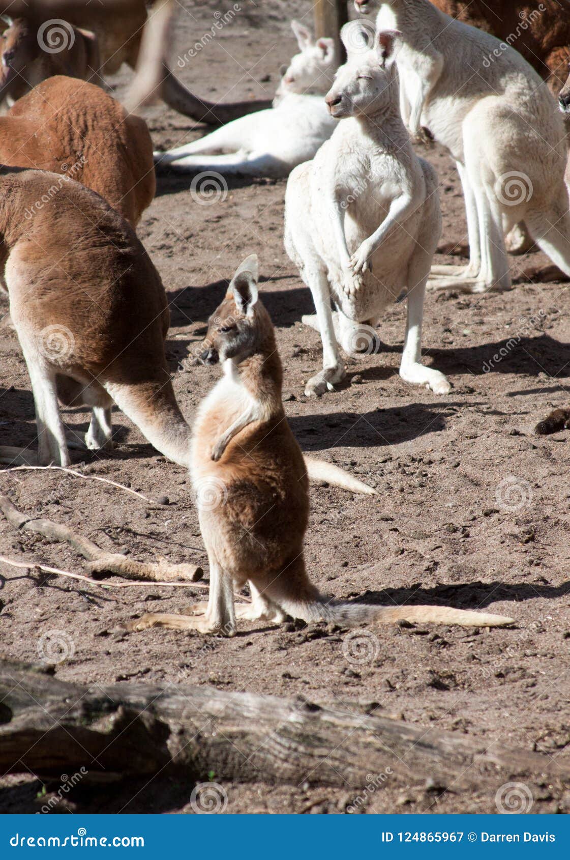 Young Kangaroo Standing In Front Of A Group Of Kangaroos Stock Image