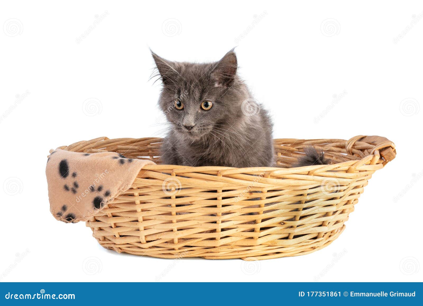 Young Grey Maine Coon Cat in Basket Stock Image Image of maine