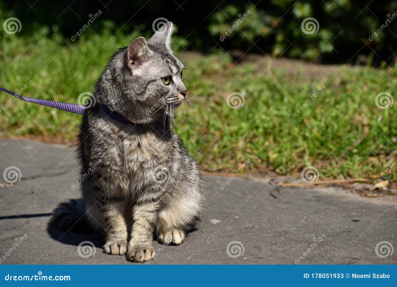 Young Grey Tabby Cat on a Leash Stock Image Image of petlove, catlife